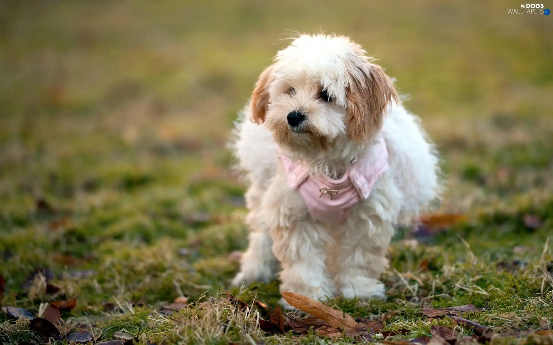 Havanese, scarf, doggy