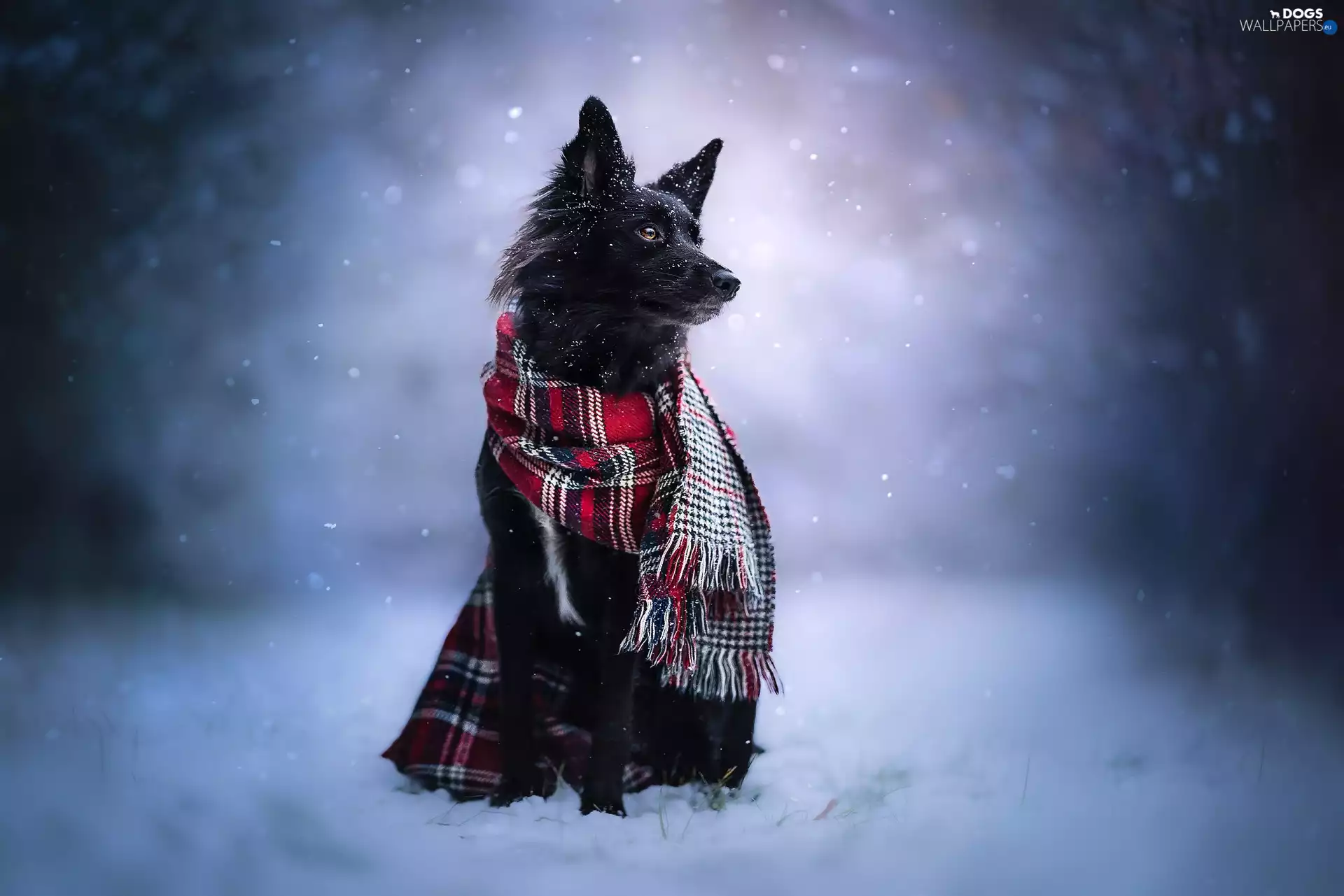 dog, Scarf, winter, Border Collie