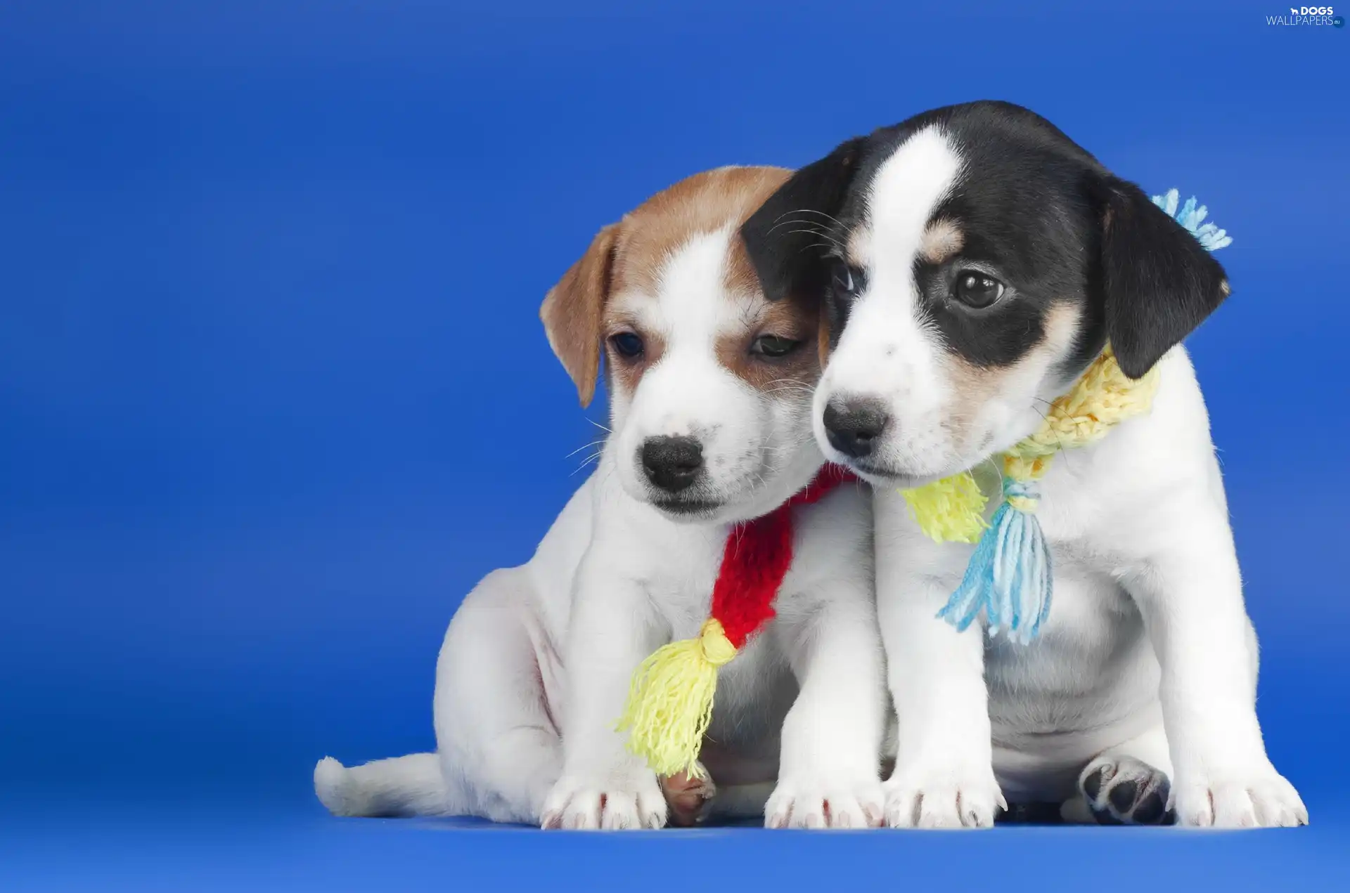 Puppies, Scarves, Dogs