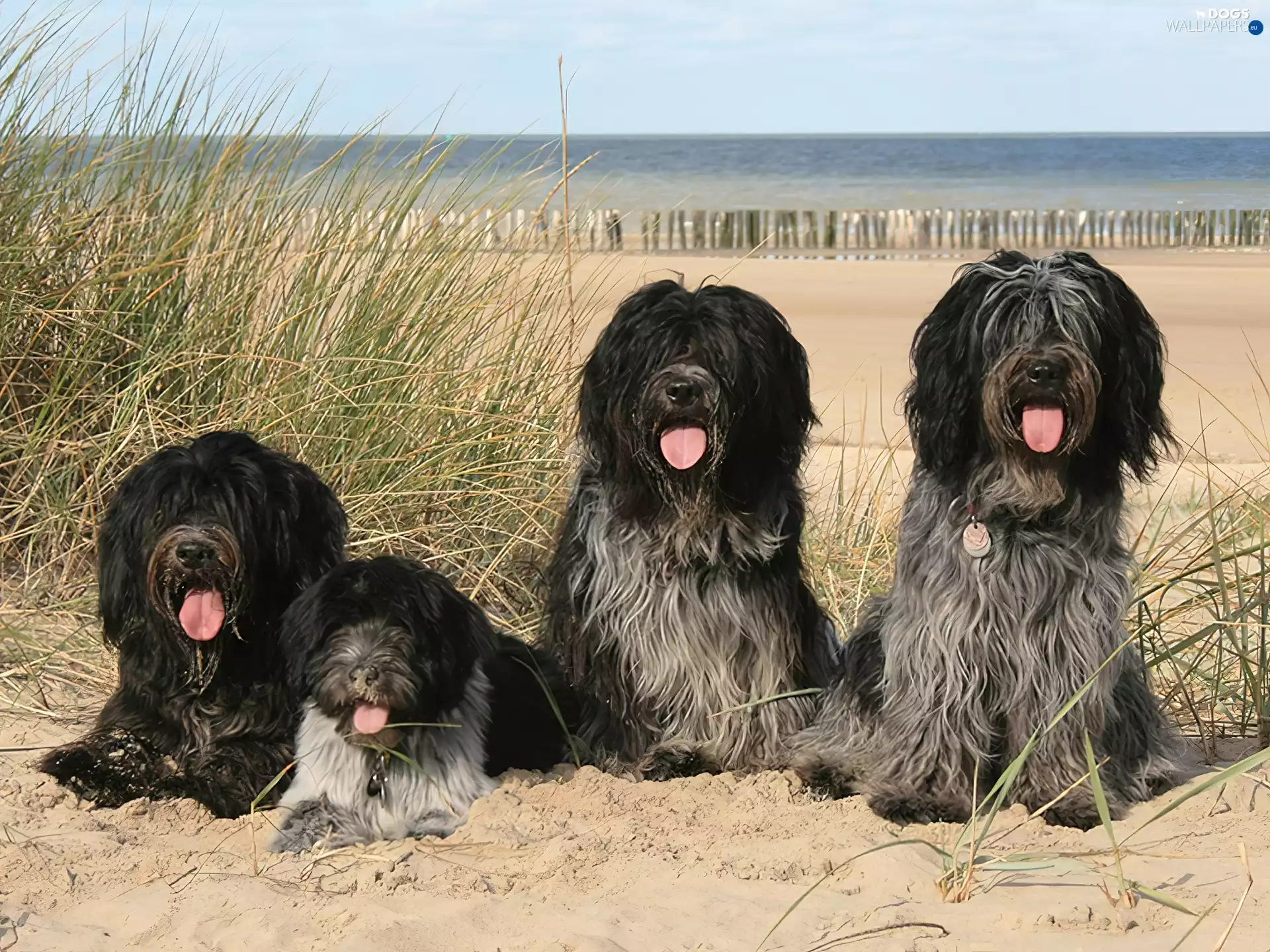 Schapendoesy, four, Longhair