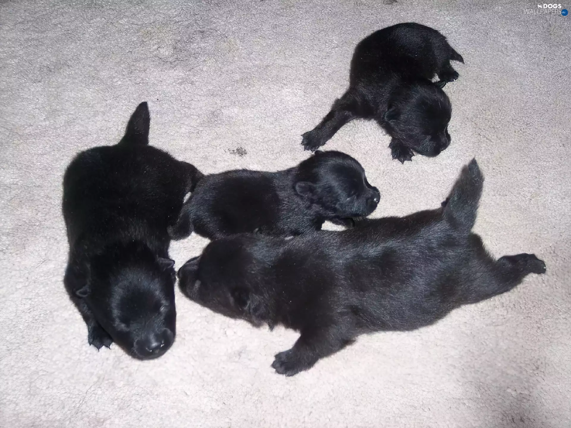 Schipperke, four, puppies