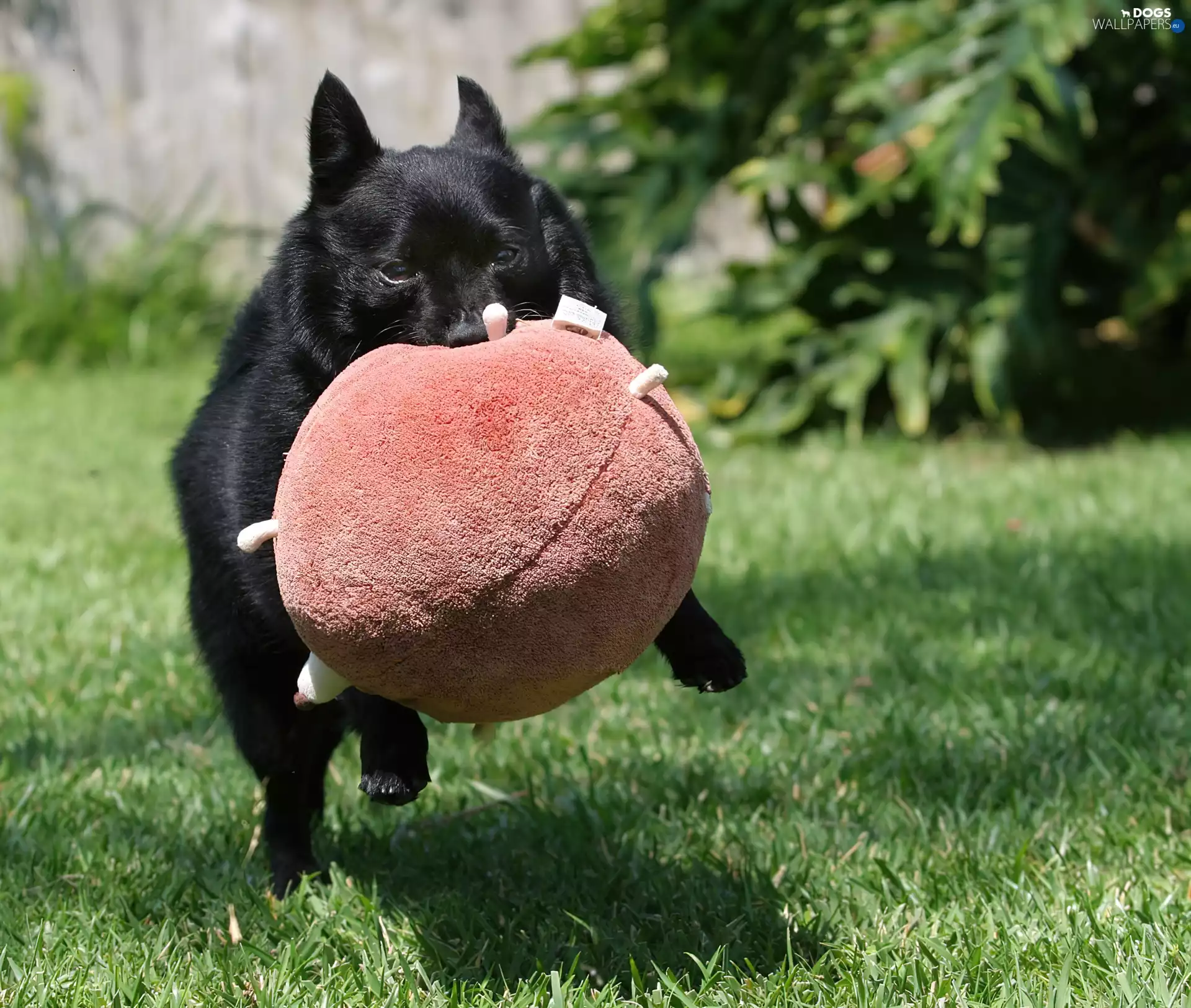 Schipperke, toy