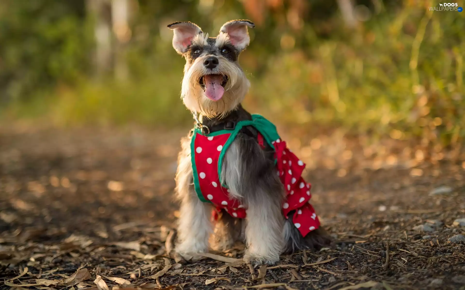 clothes, dog, miniature Schnauzer
