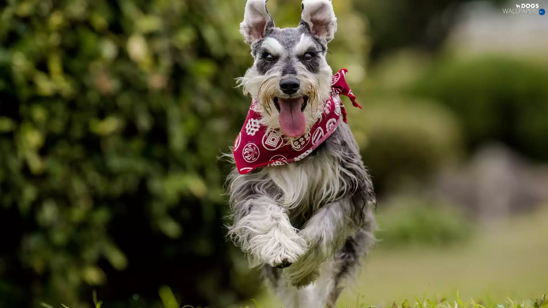 dog, apatite, gear, Schnauzer