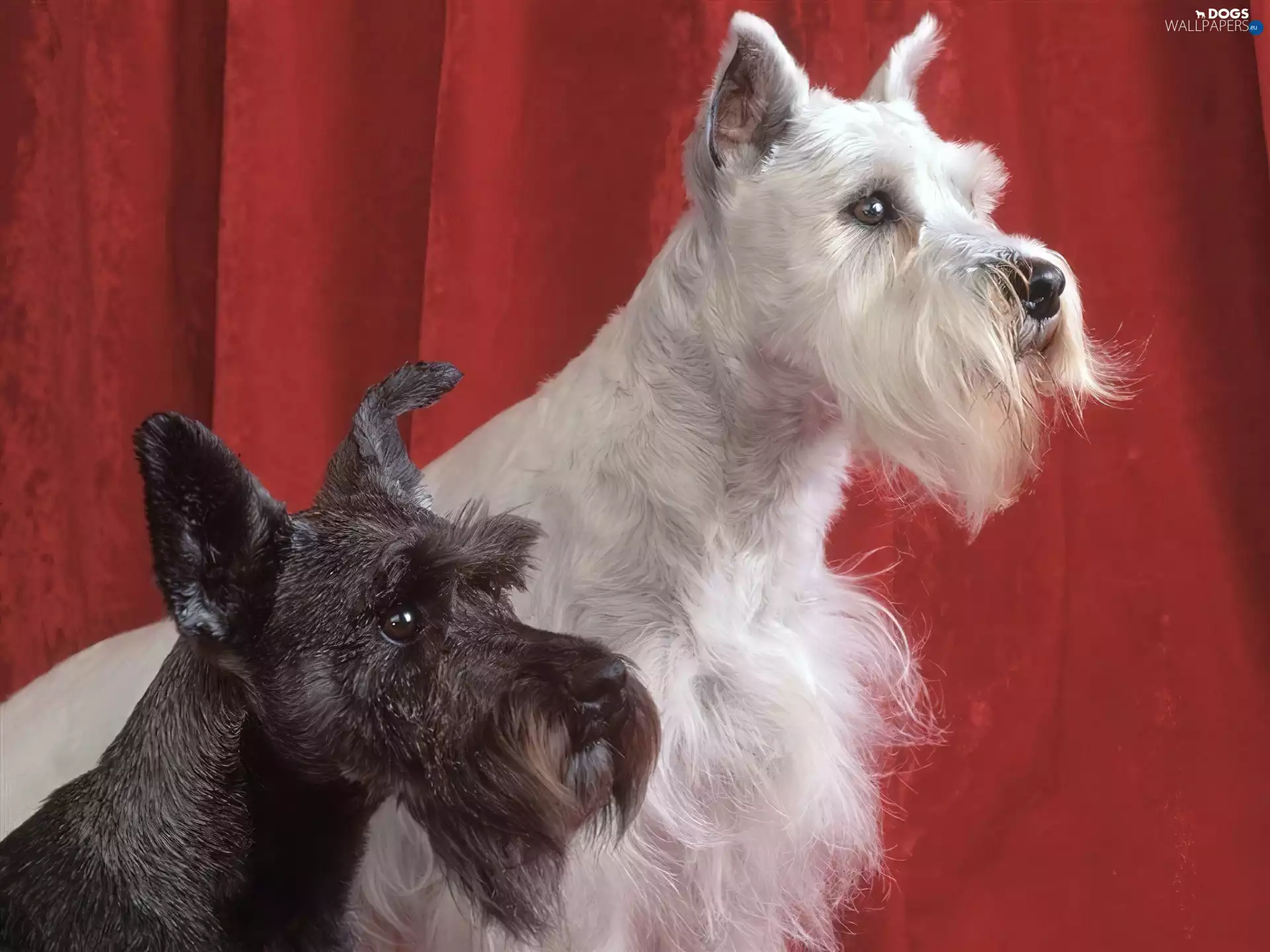 Two cars, miniature Schnauzer, Schnauzer, Dogs