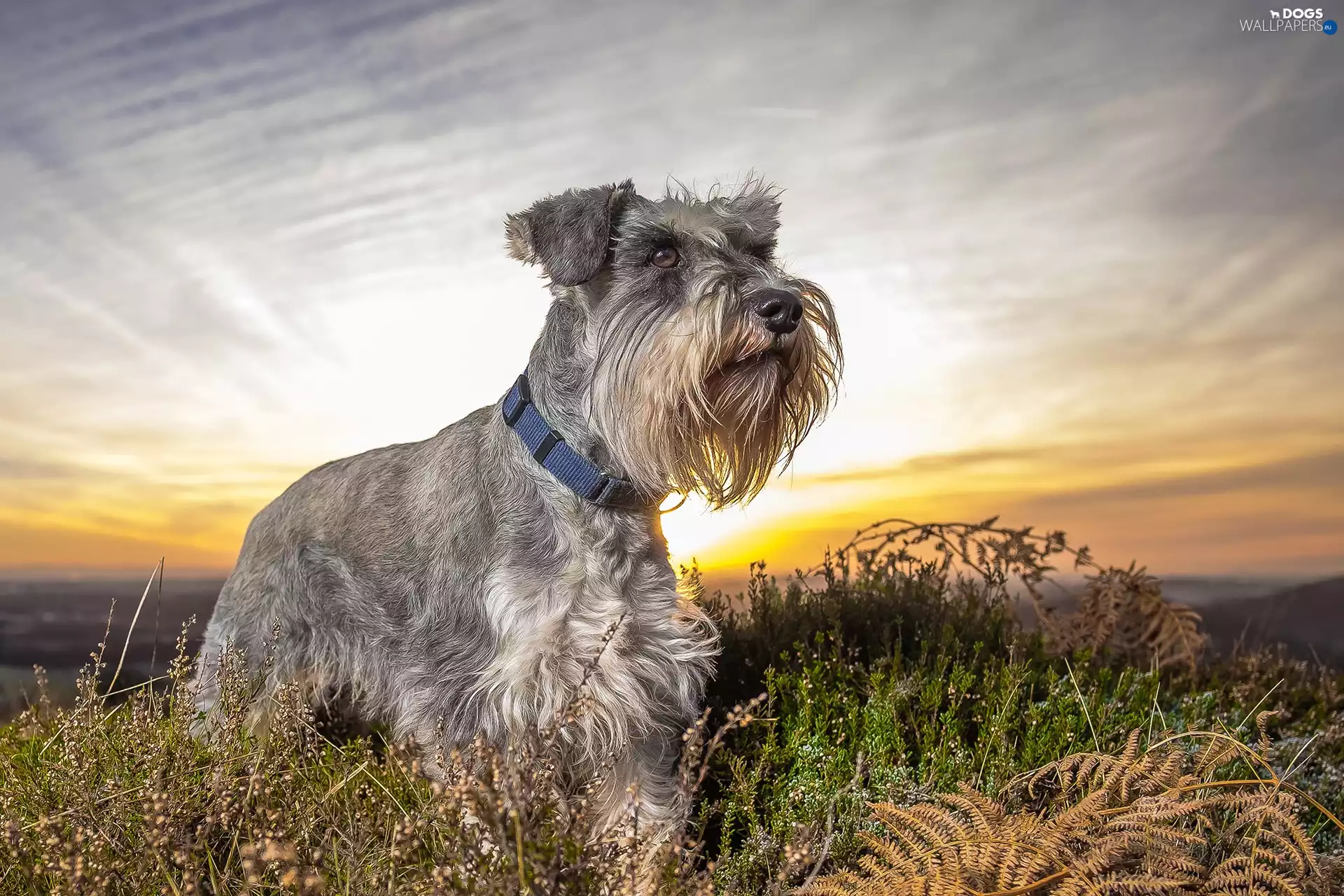 grass, dog, miniature Schnauzer