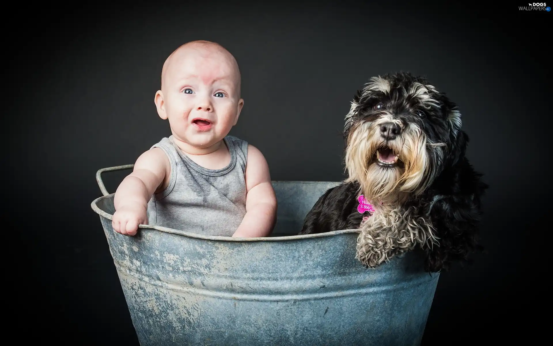 Schnauzer, dog, Kid, bathtub