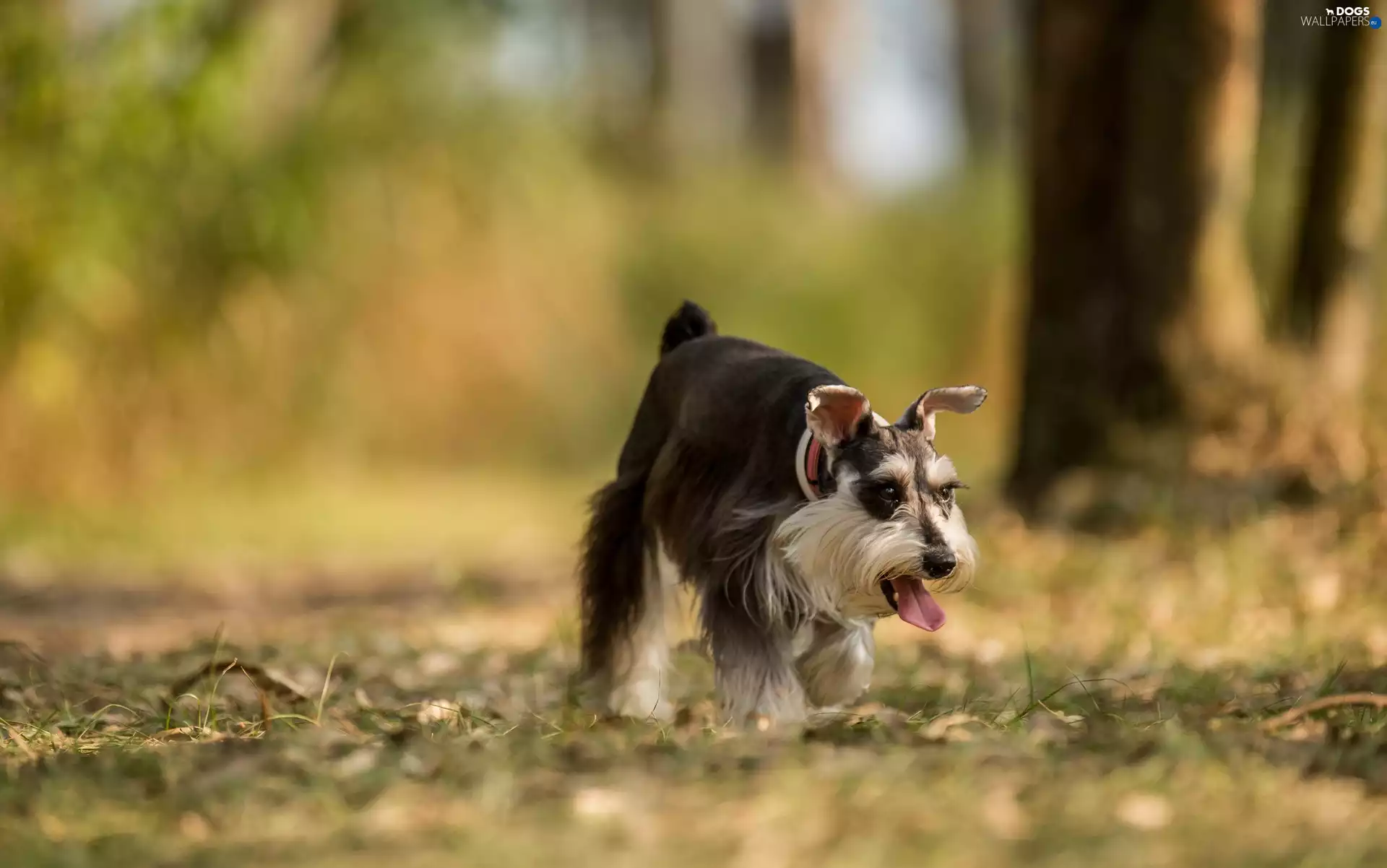 lea, dog, miniature Schnauzer