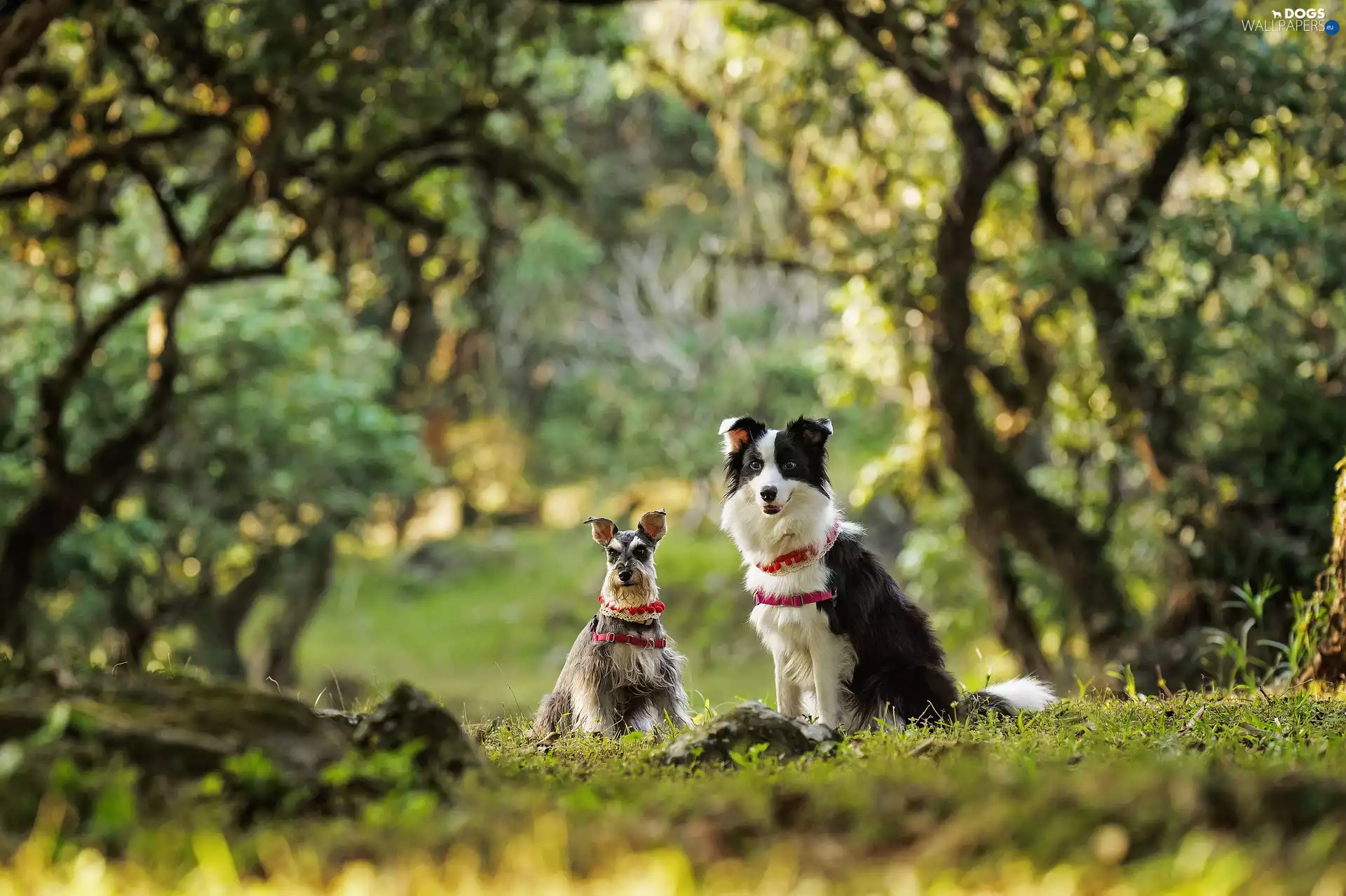 fuzzy, background, miniature Schnauzer, Border Collie, Meadow