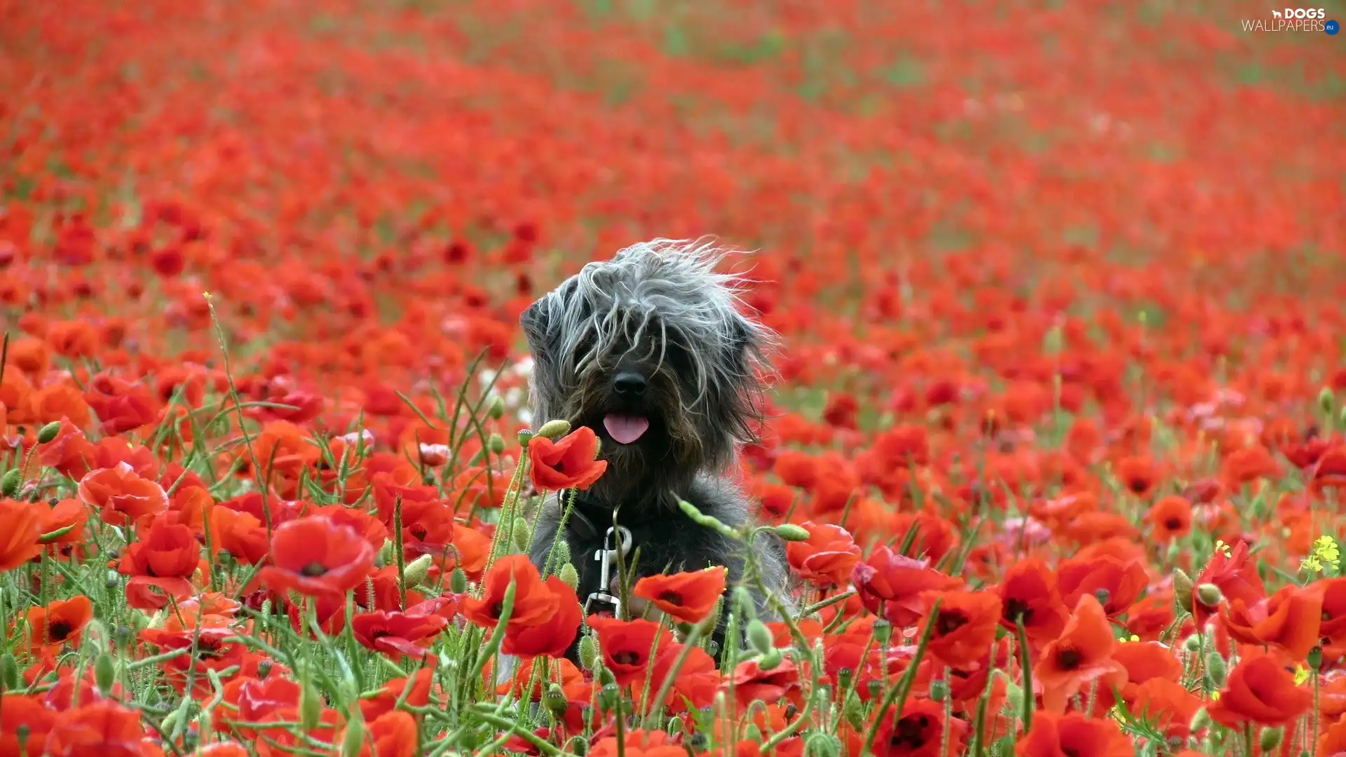 Schnauzer, doggy, papavers, cultivation