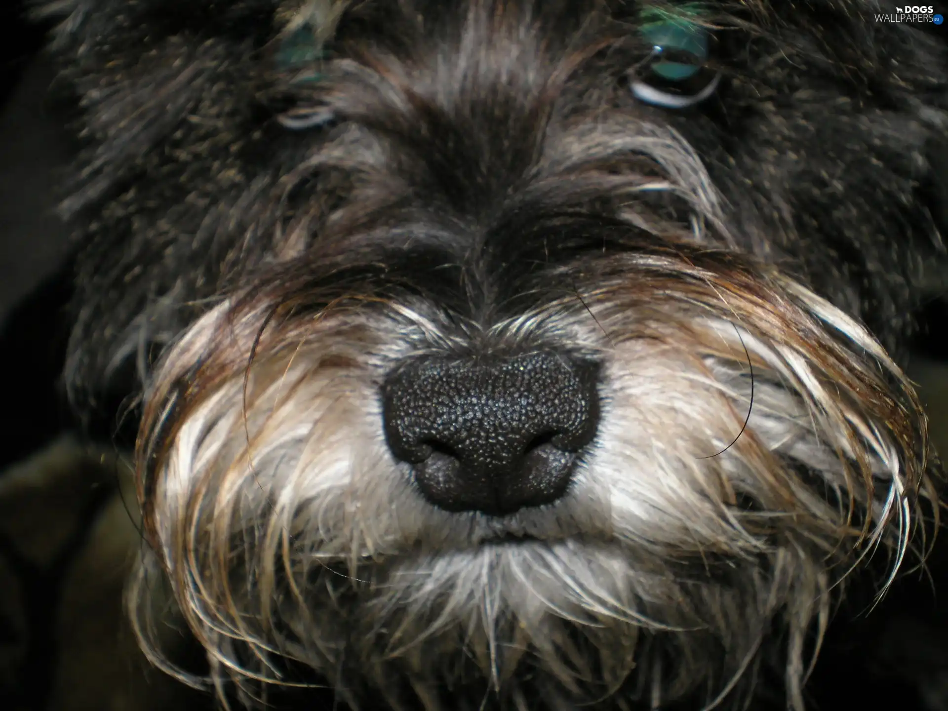 Schnauzer, peen