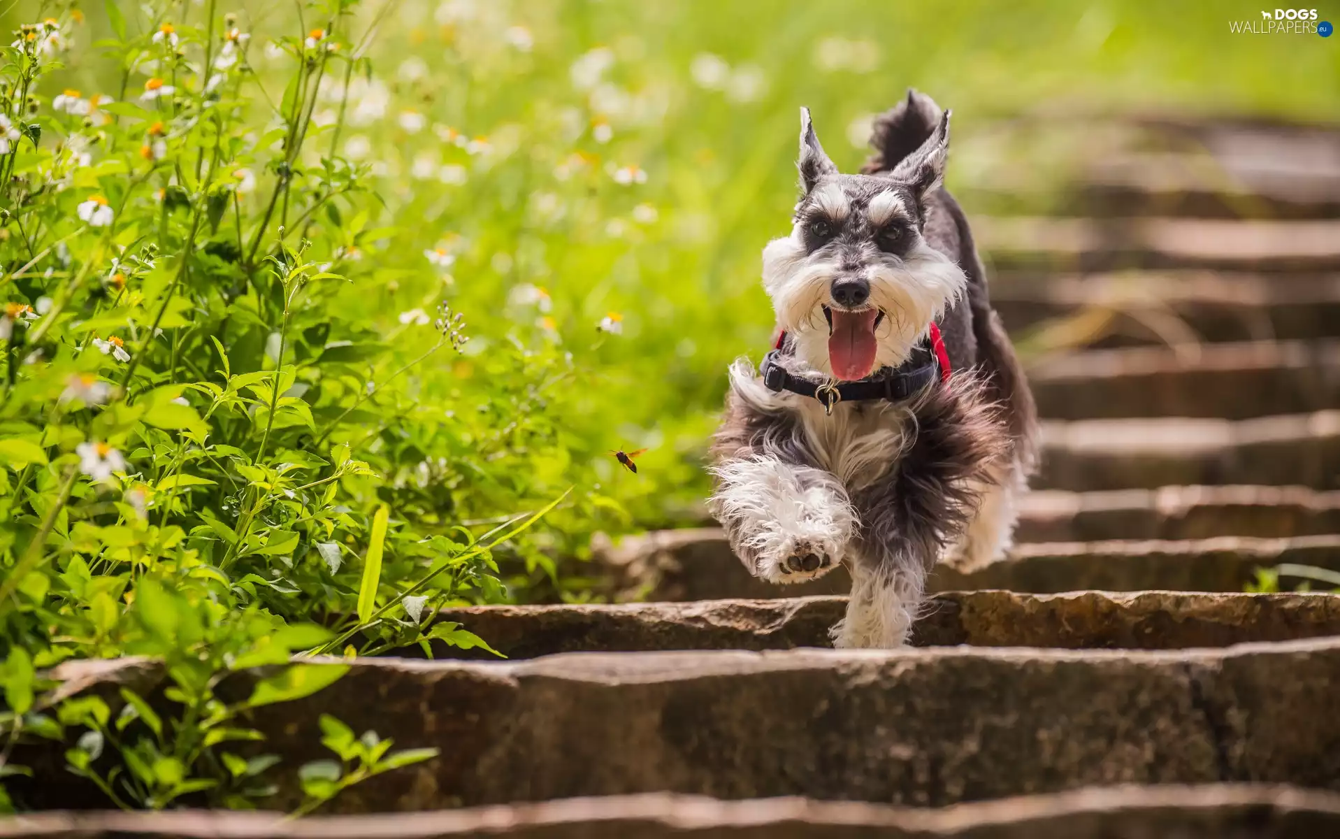miniature Schnauzer, Stairs, Insect, gear