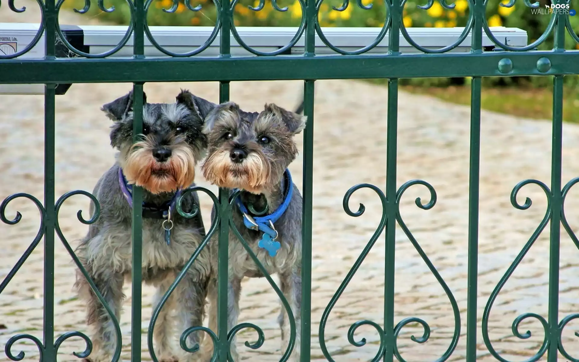 Thumbnail, fence, Dogs, Schnauzers, Two cars