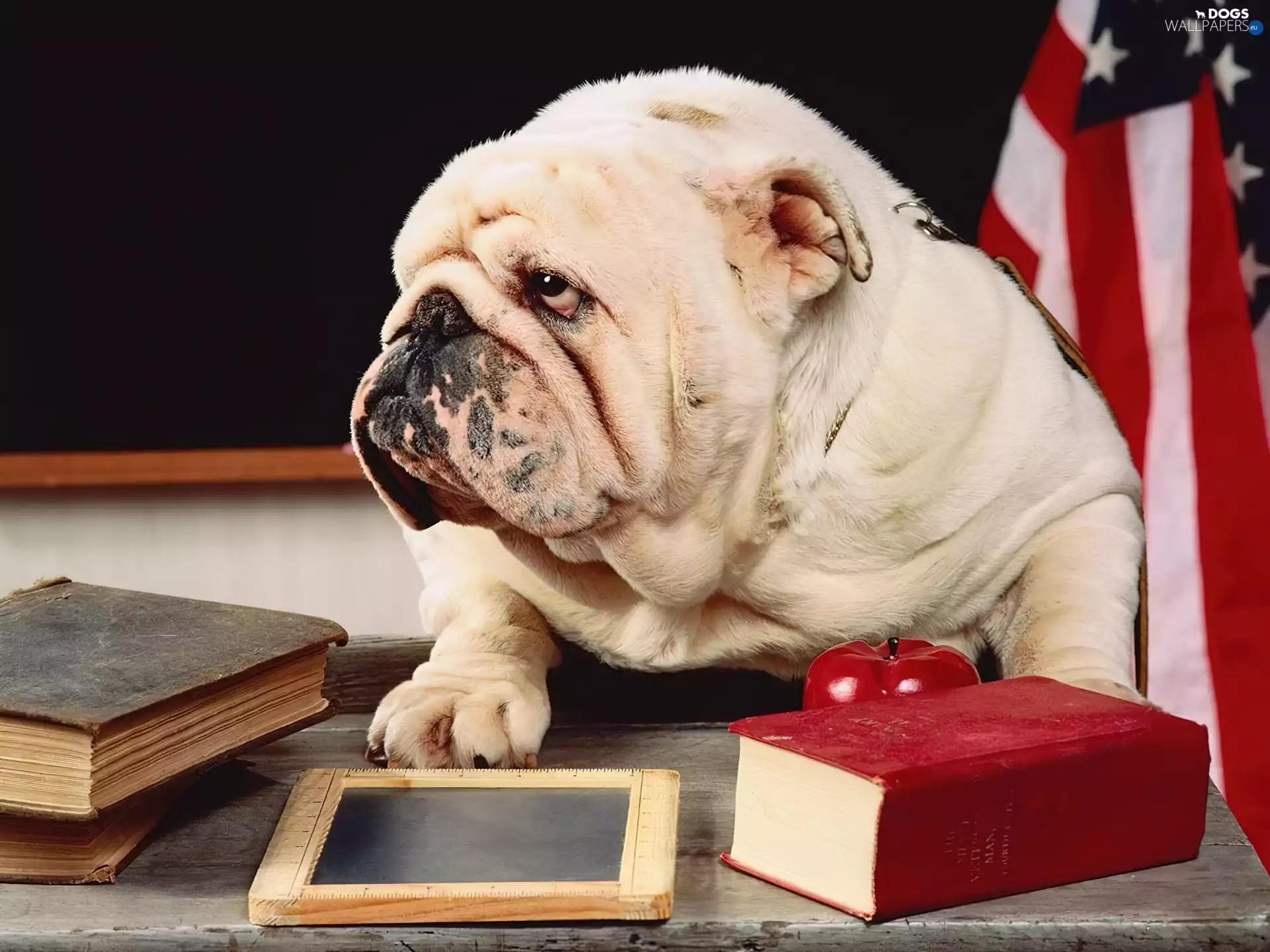 Books, English Bulldog, School