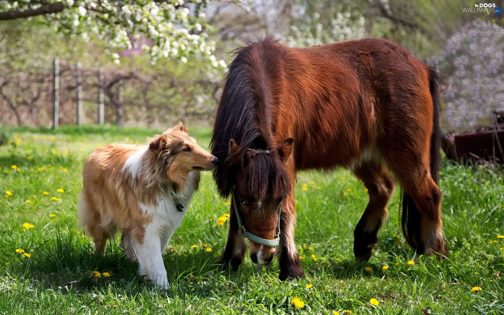 Scotch, Horse, sheep-dog