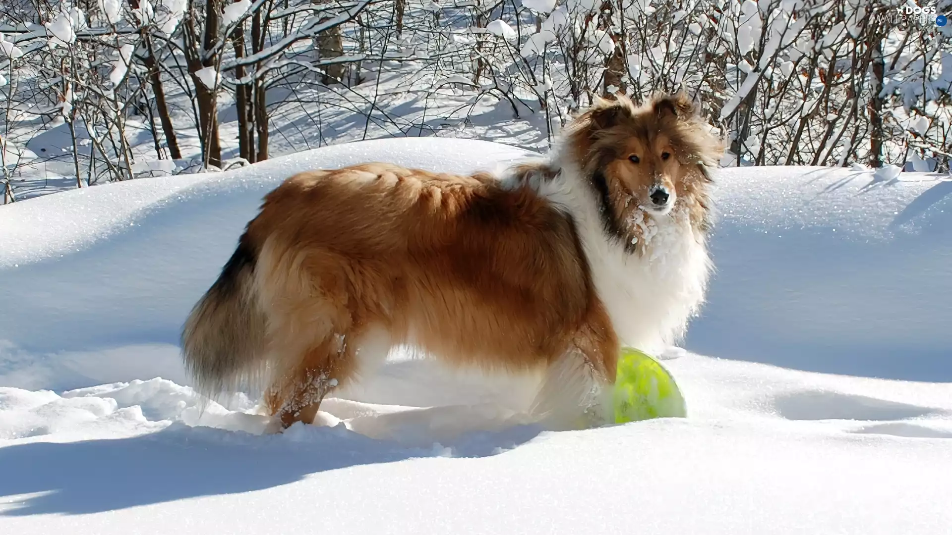 snow, sheep-dog, Scotch