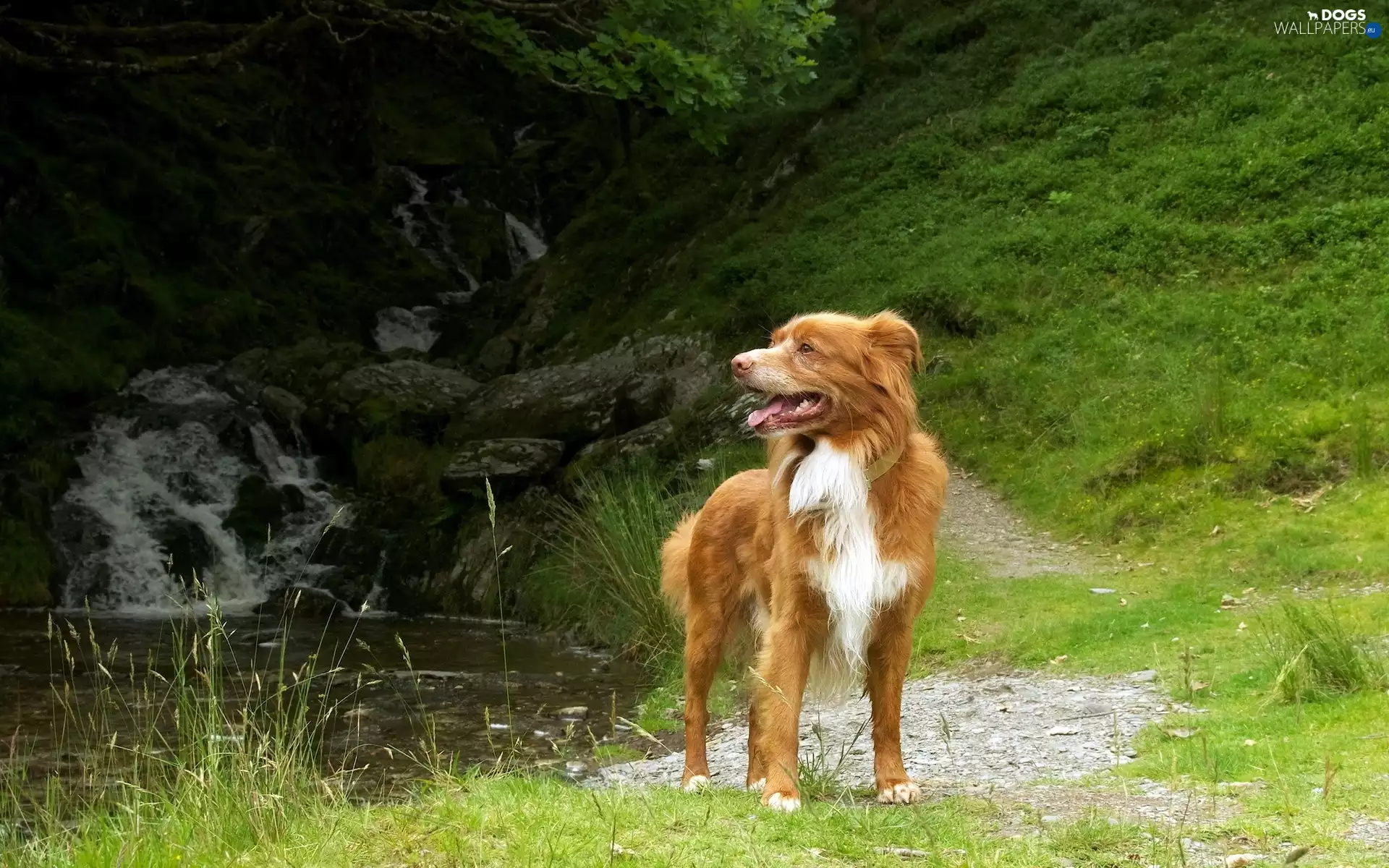 dog, Retriever Nova Scotia
