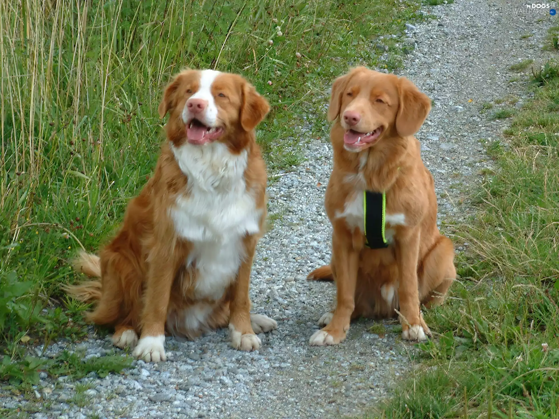 Retrievers of Nova Scotia, Two cars, seating