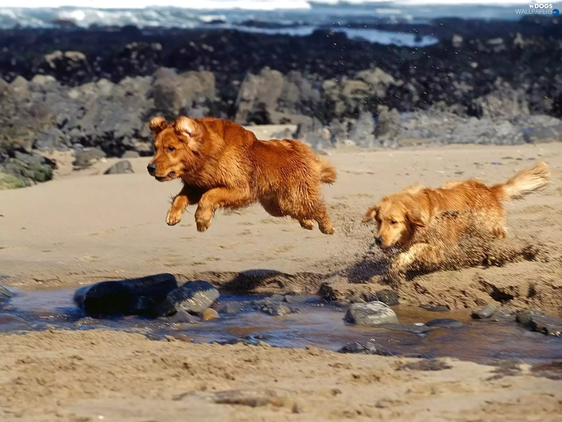 Two cars, water, rocks, Retrievers of Nova Scotia