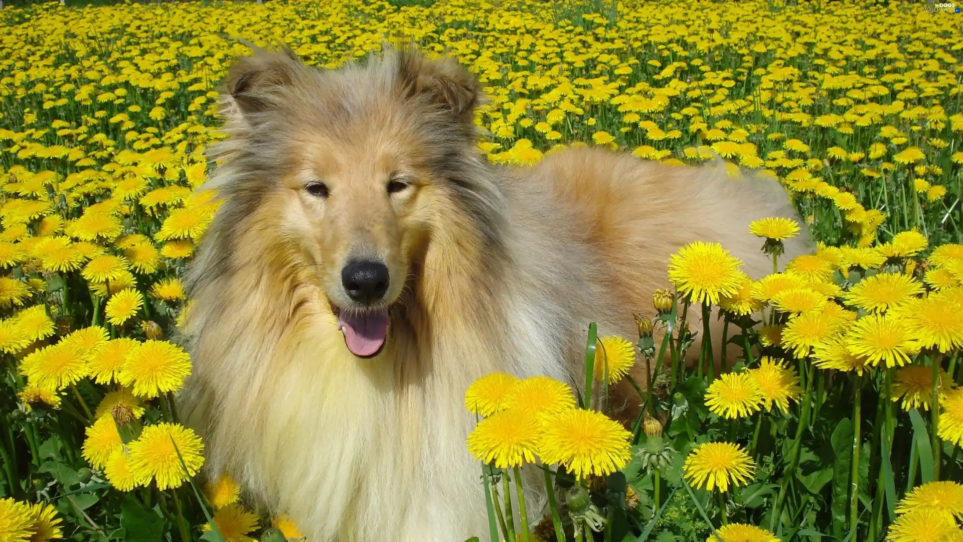 Scottish Shepherd Collie, dandelions, dog