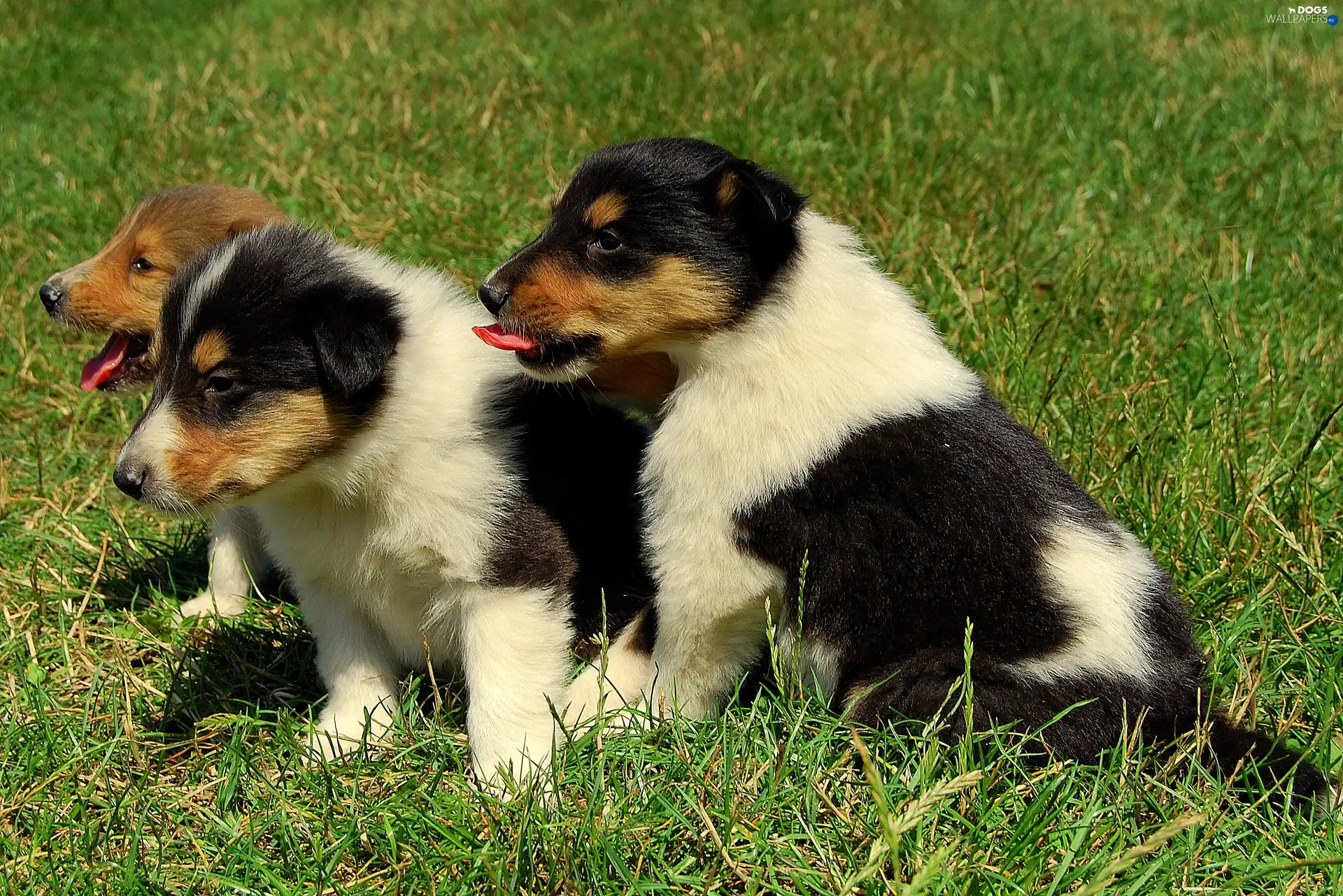 Scottish Shepherd, grass, Dogs, puppies