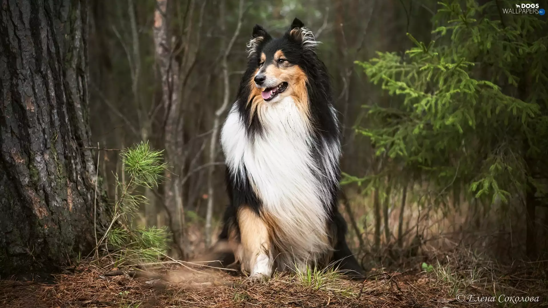Scottish Shepherd, forest