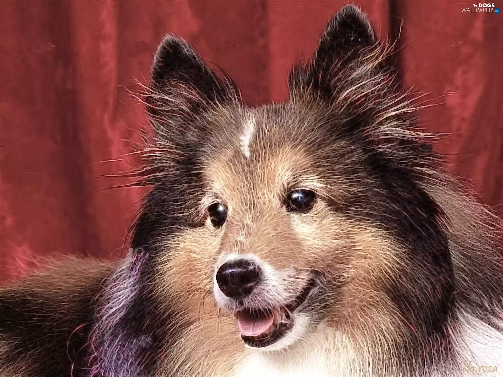 Scottish Shepherd, Fractalius