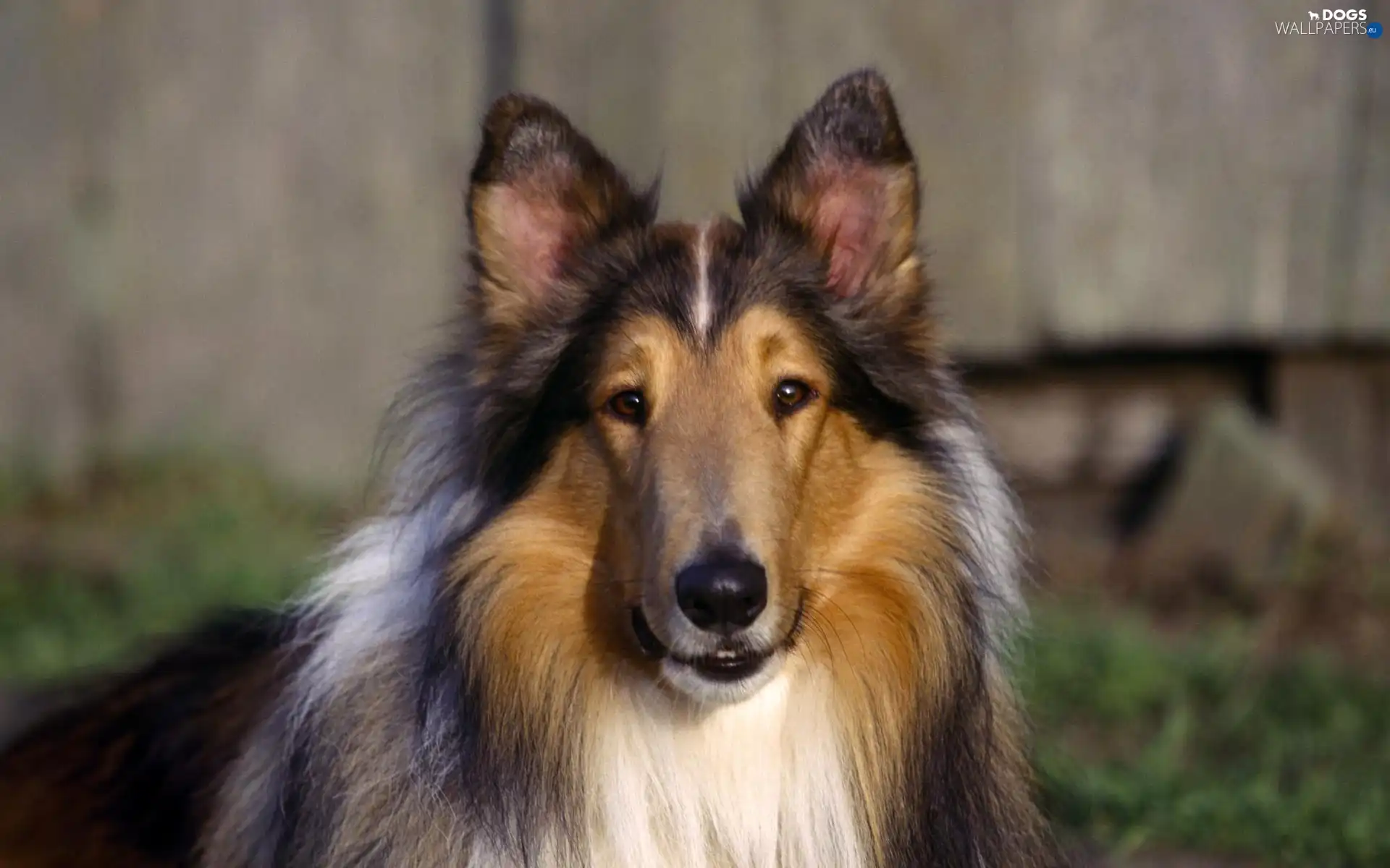 portrait, Scottish Shepherd