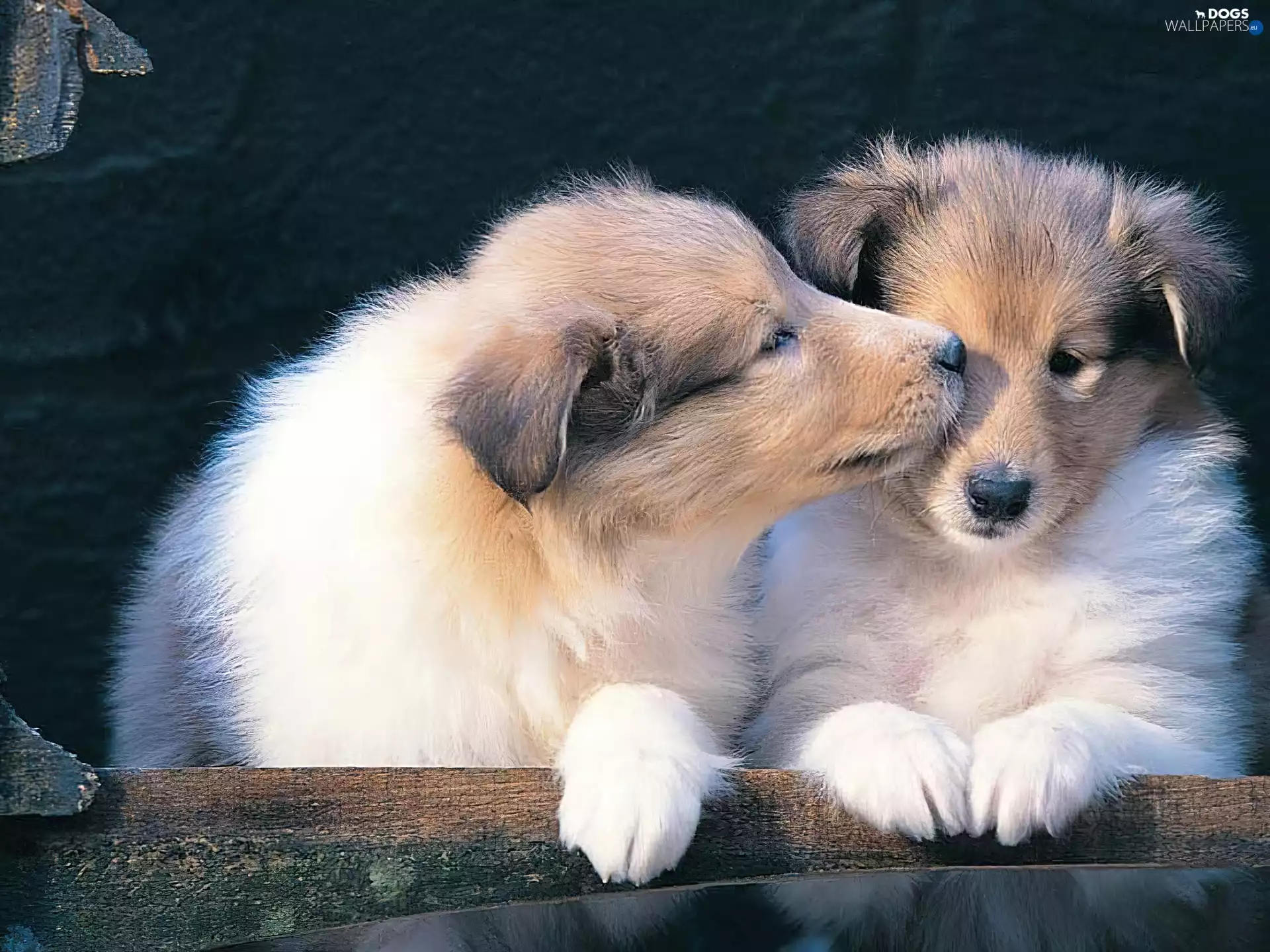 Two cars, feet, Scottish Shepherd, Puppies