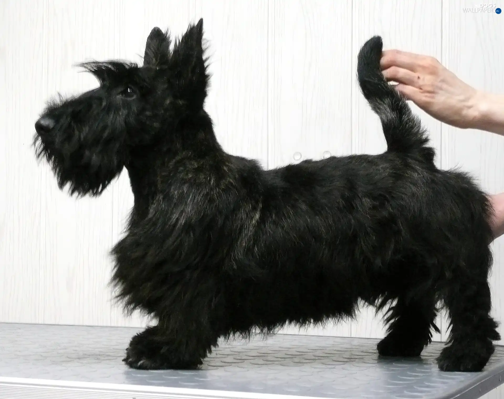 Scottish Terrier