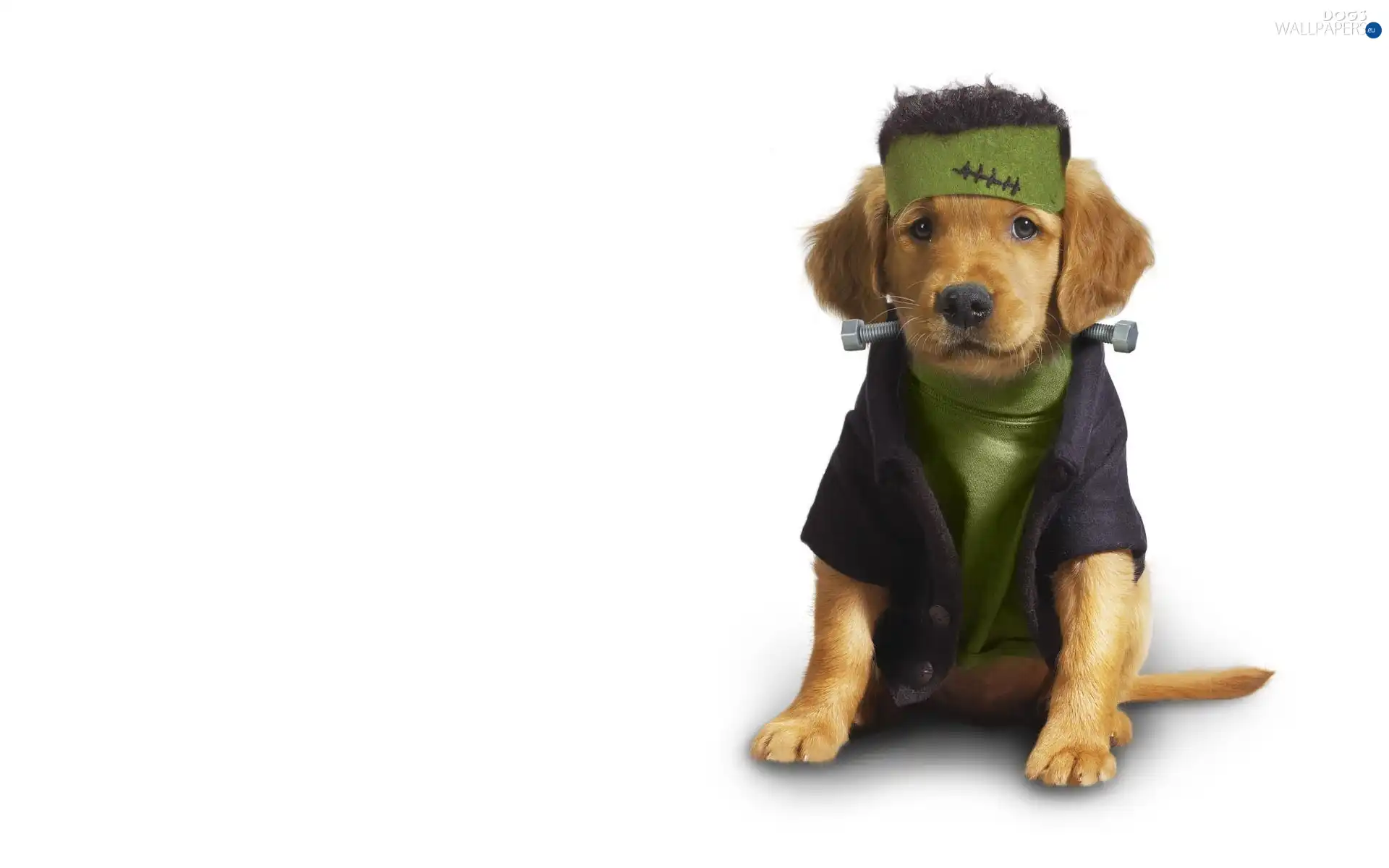 clothes, screw, dog