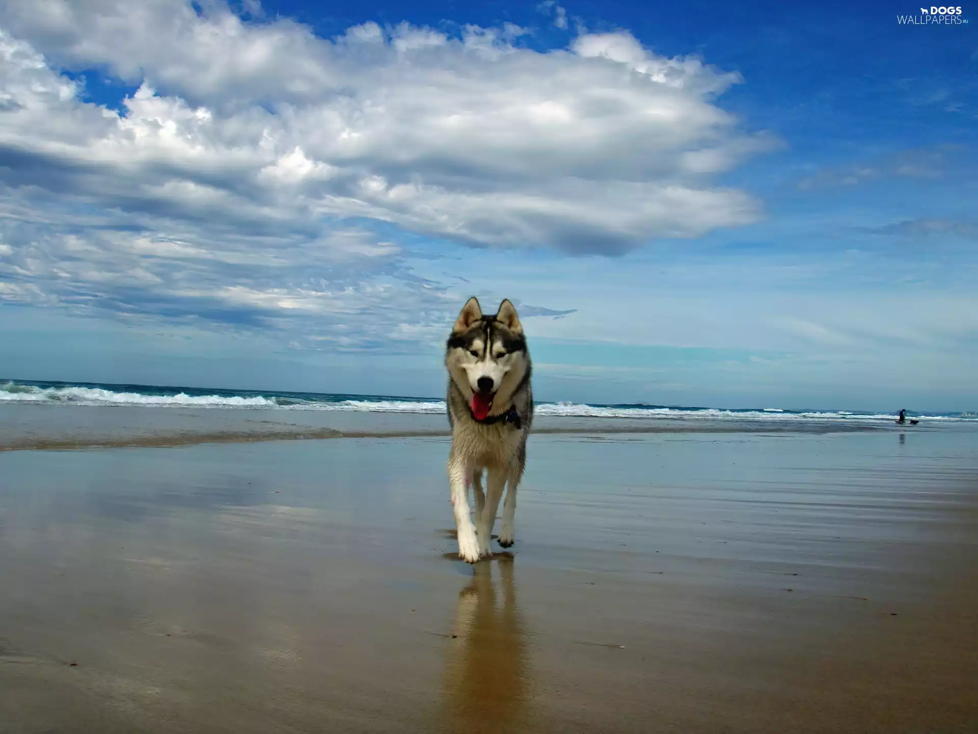 sea, dog, Beaches