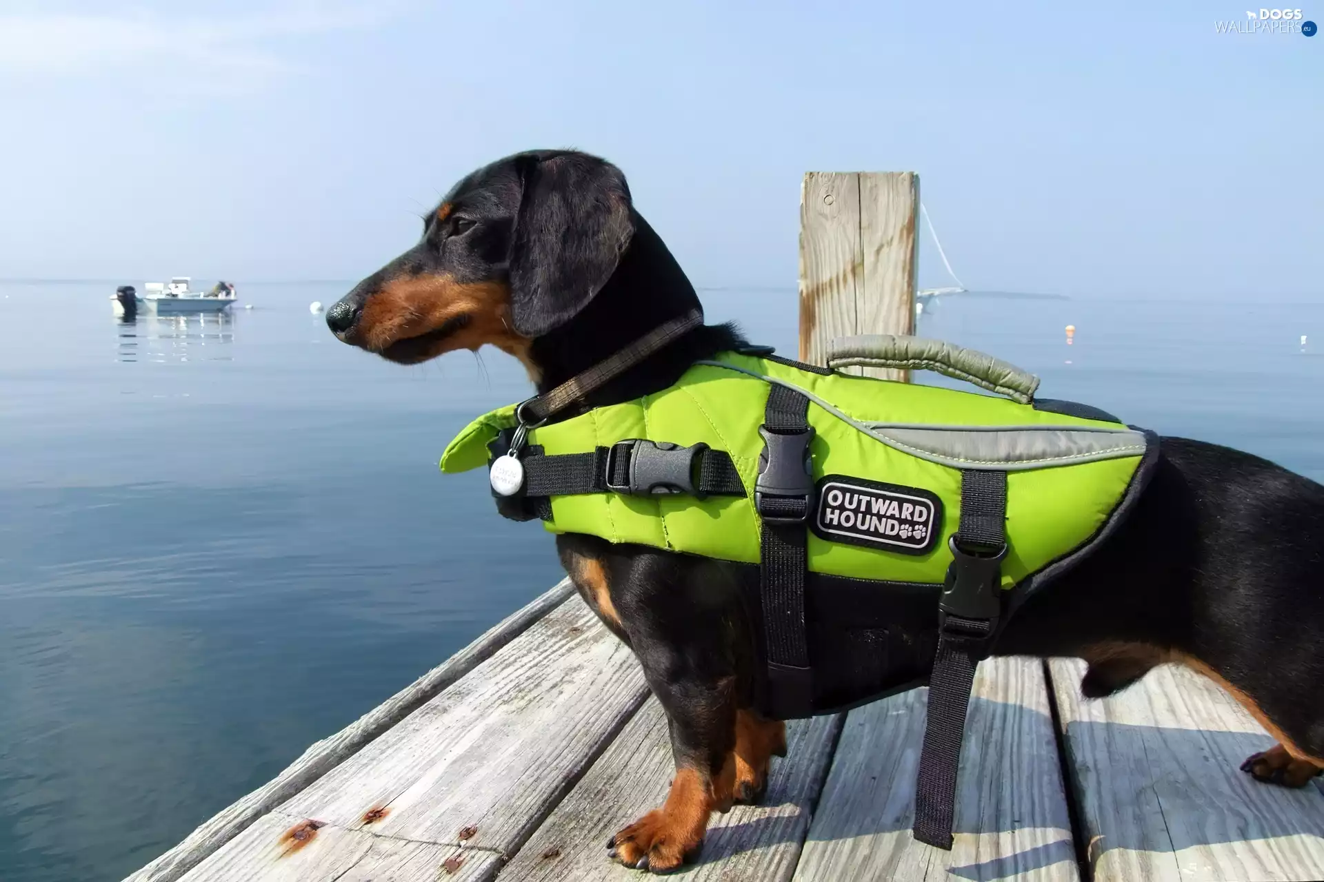 sea, dachshund, boarding