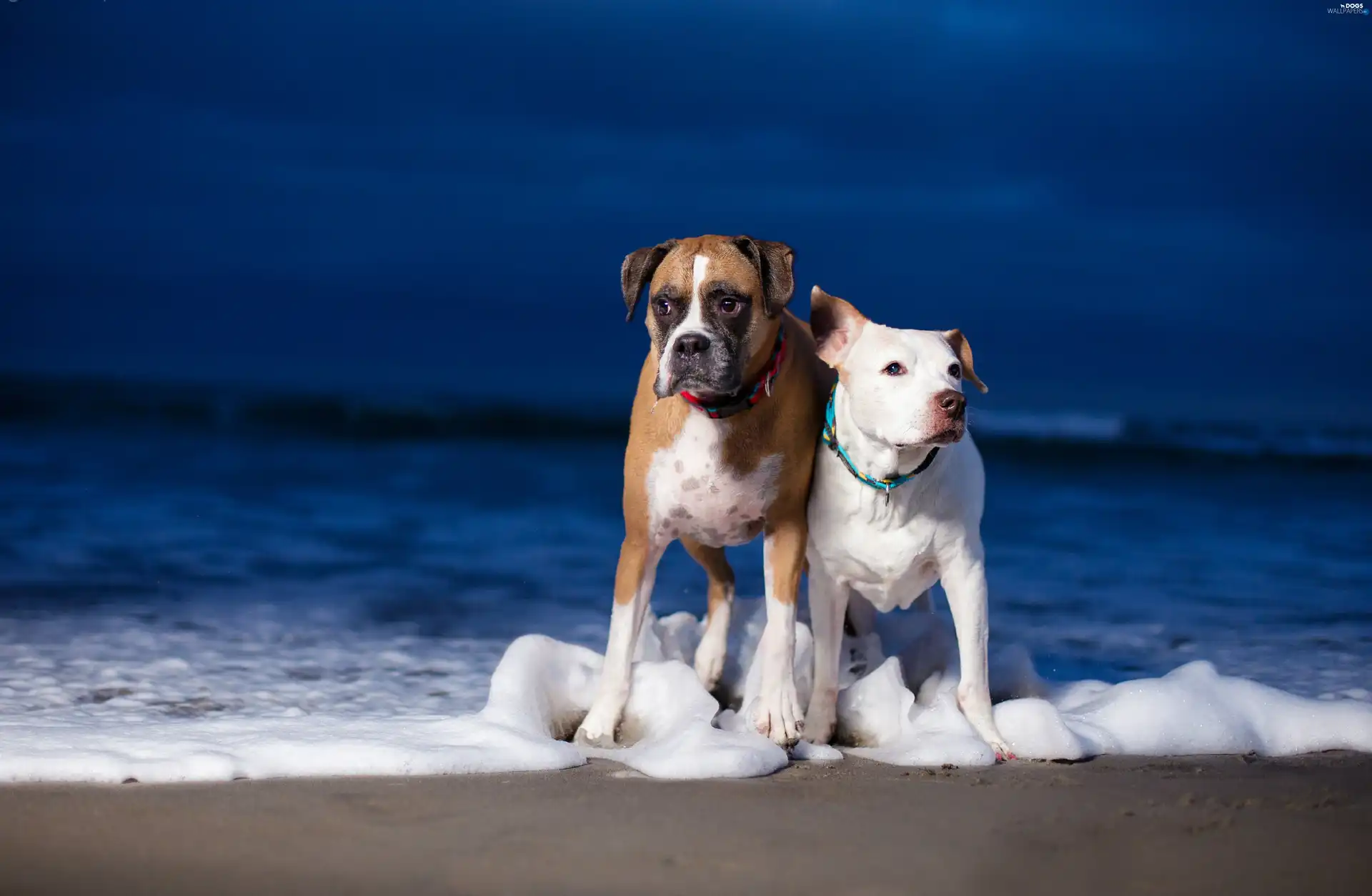 sea, Expanded, Two cars, Dogs