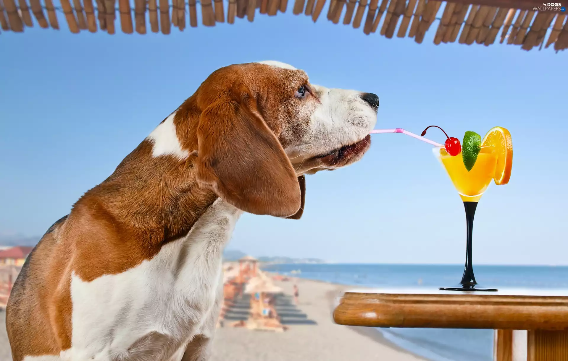 sea, dog, cocktail