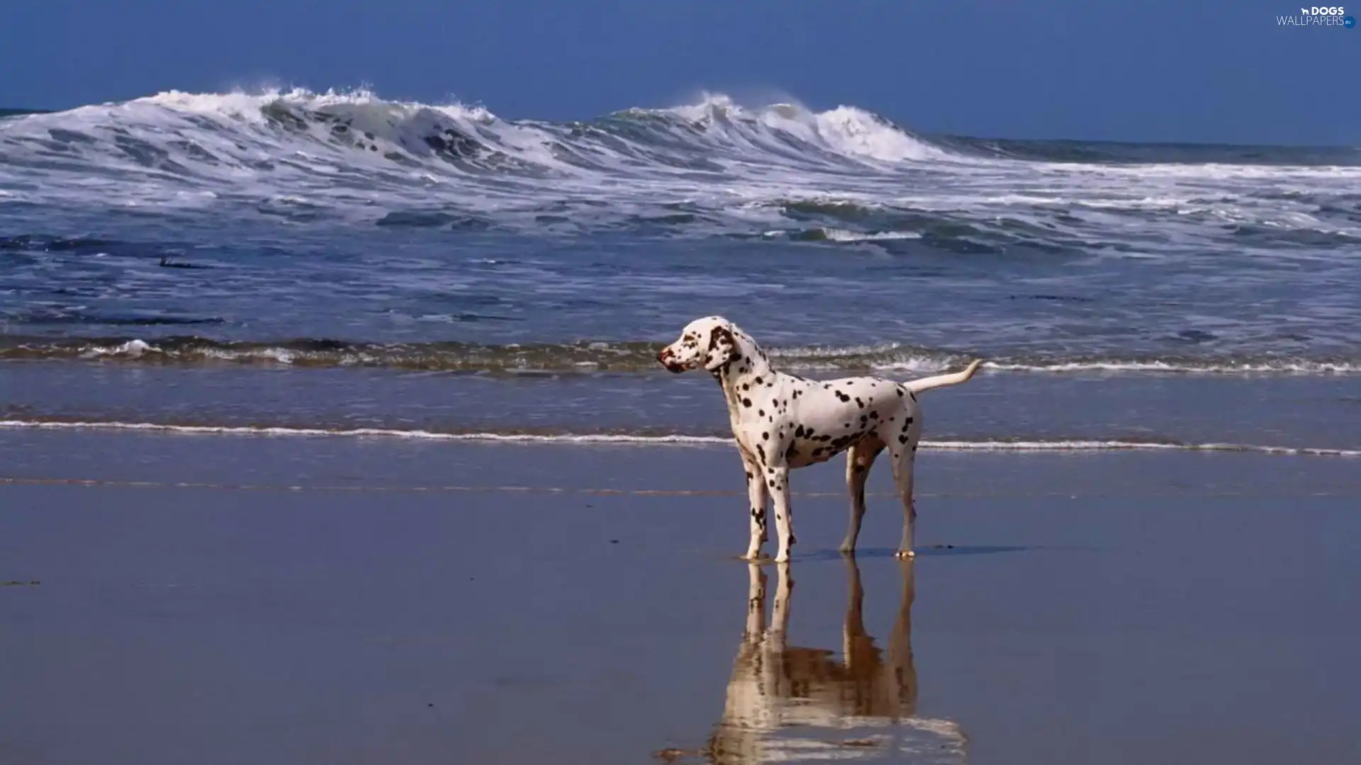 Dalmatian, sea, dog