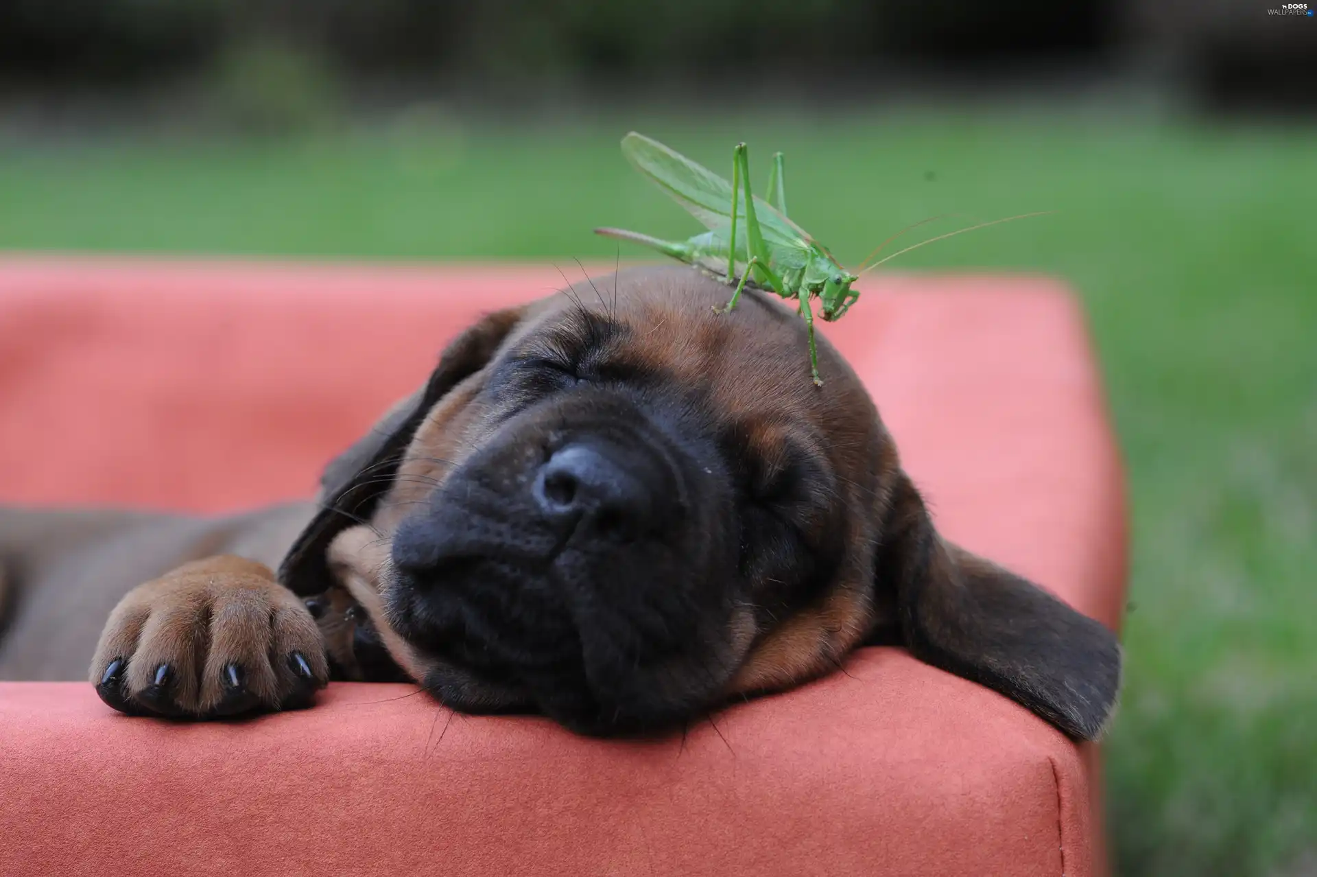 Bullmastiff, field, Puppy, sea-horse