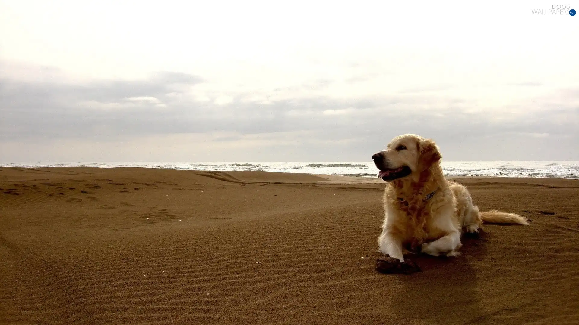 sea, Beaches, dog, Golden Retriever
