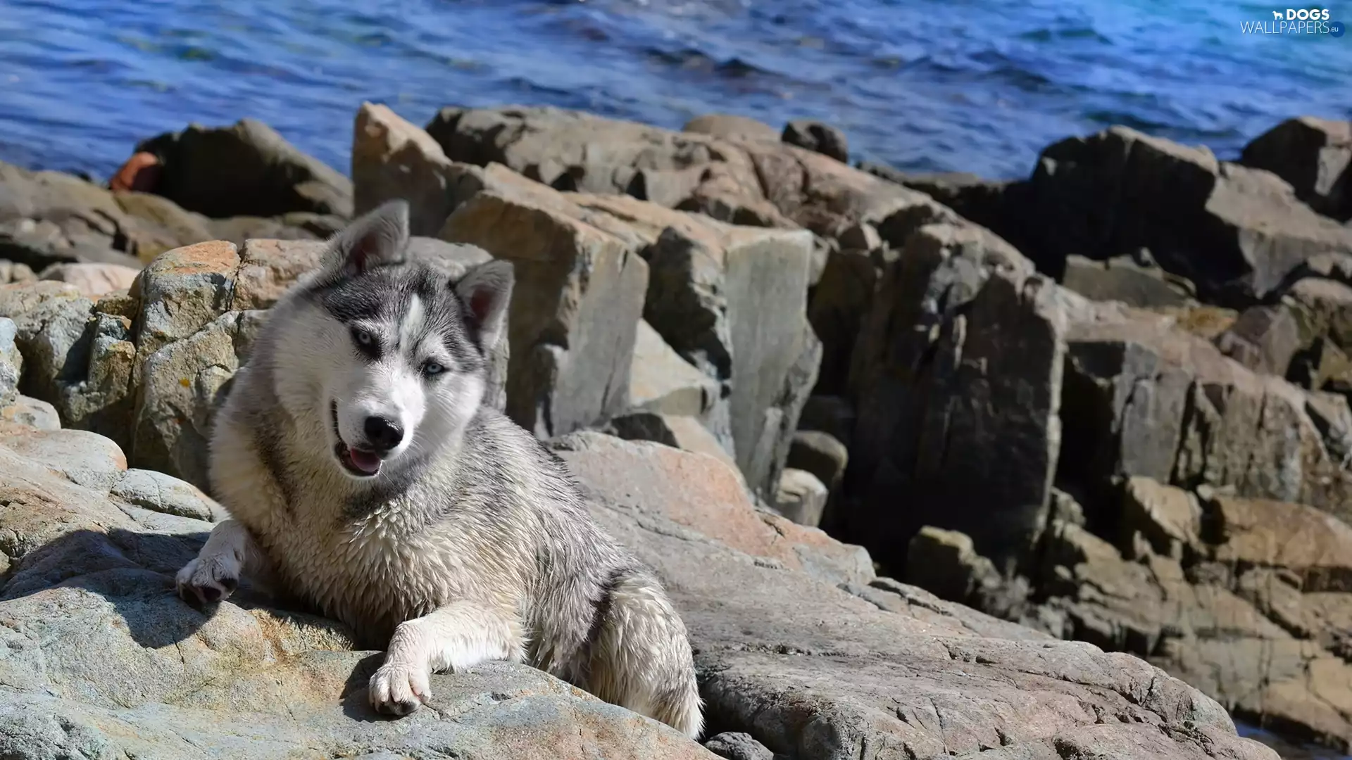 sea, dog, rocks