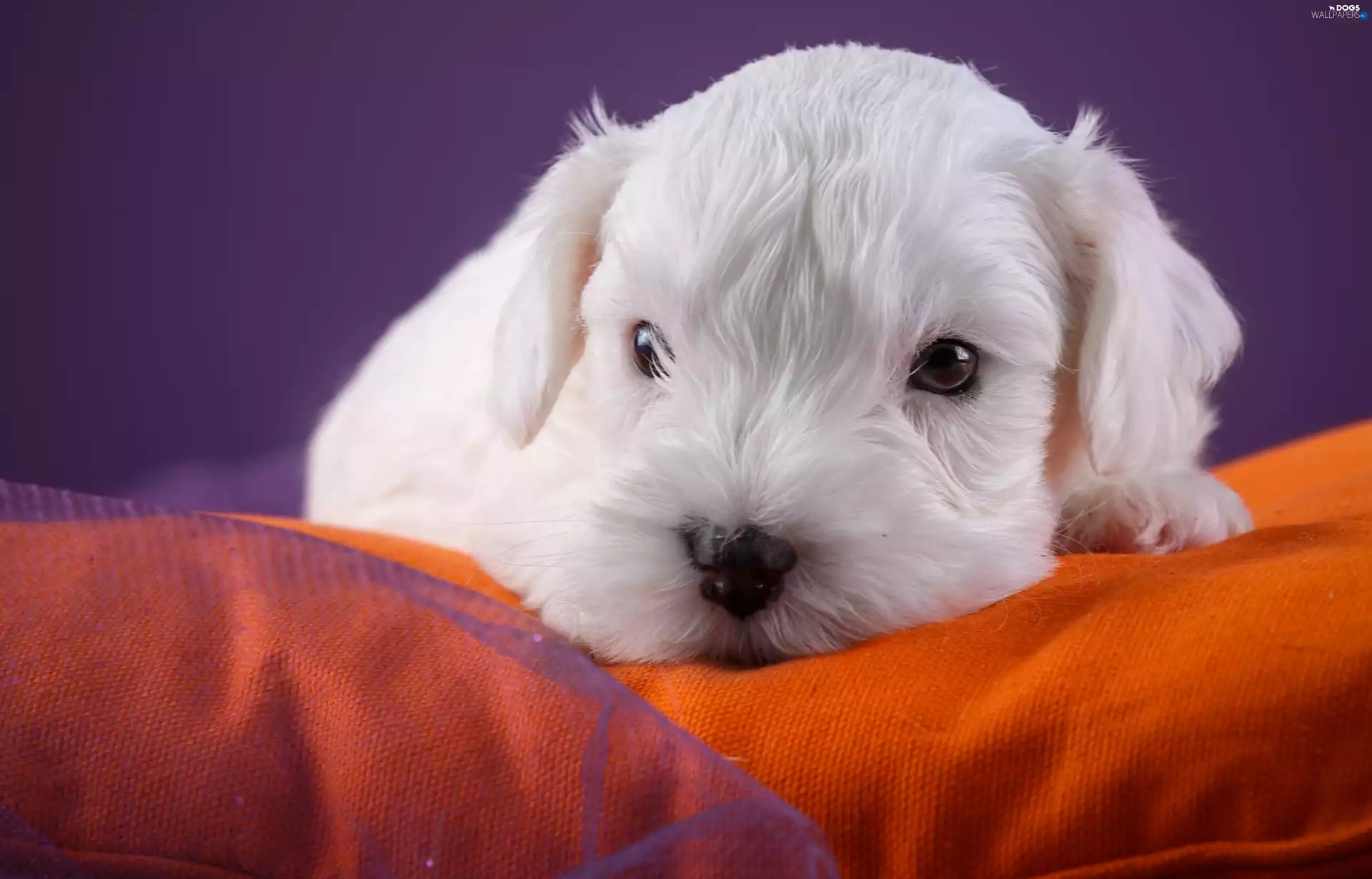 honeyed, Sealyham Terrier, Sofa, puppie