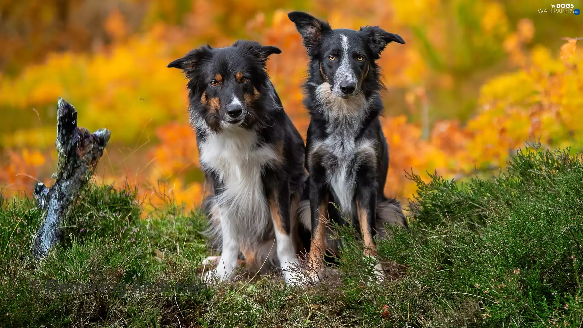 Border Collie, grass, seating, Dogs, Two cars