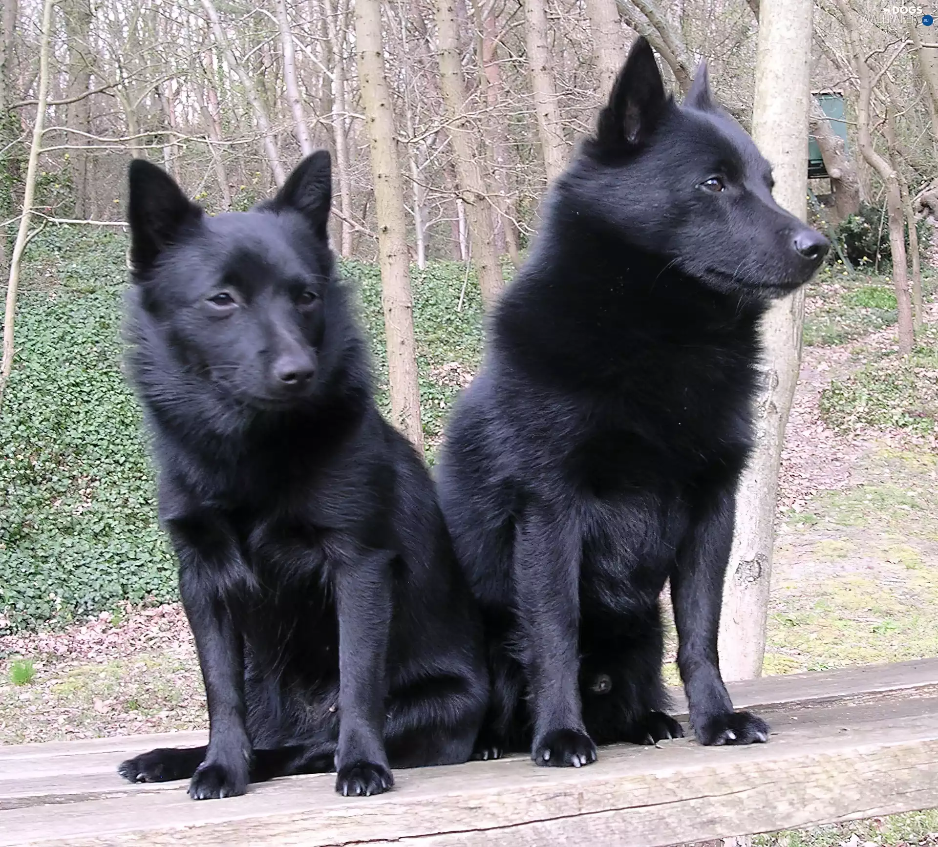 Schipperke, Two cars, seating