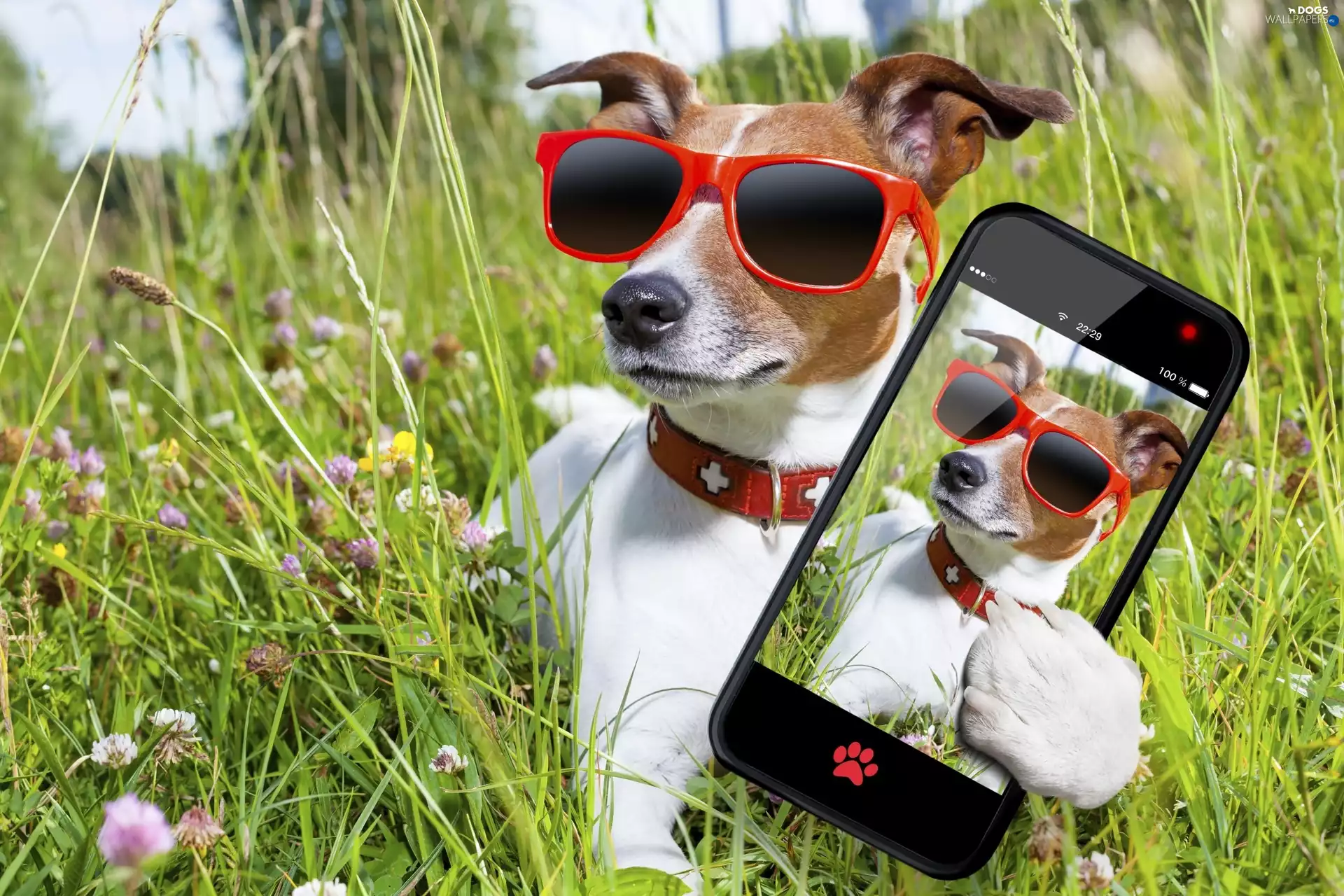 Meadow, Selfie, Glasses, Telephone, dog