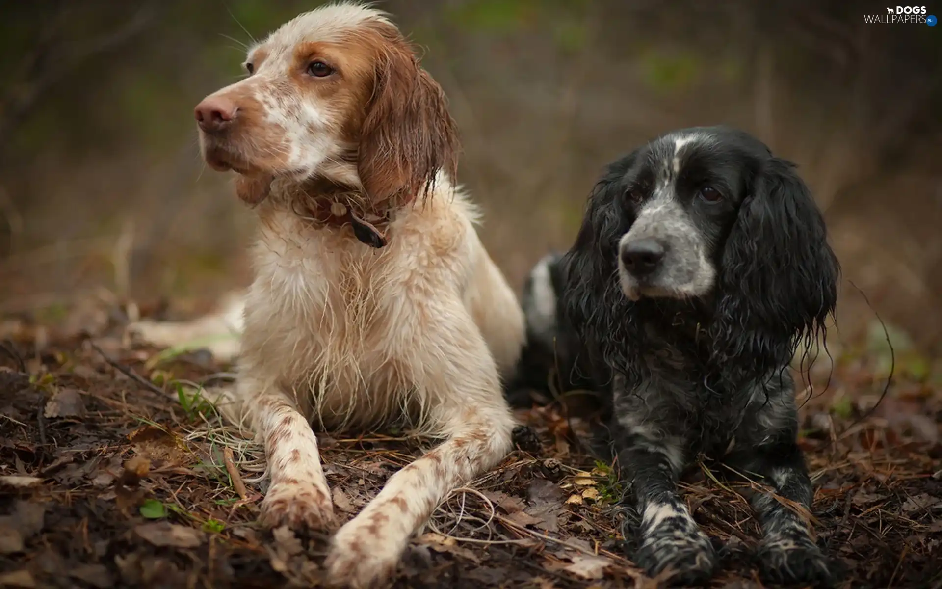 setter, Spaniel, Two cars, Dogs