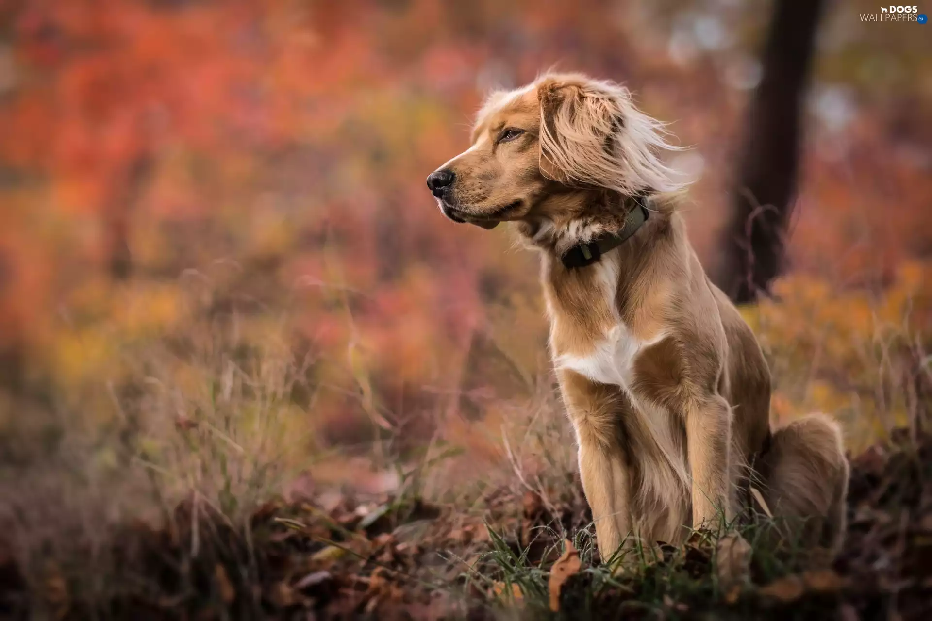 Irish Setter, dog, dog-collar