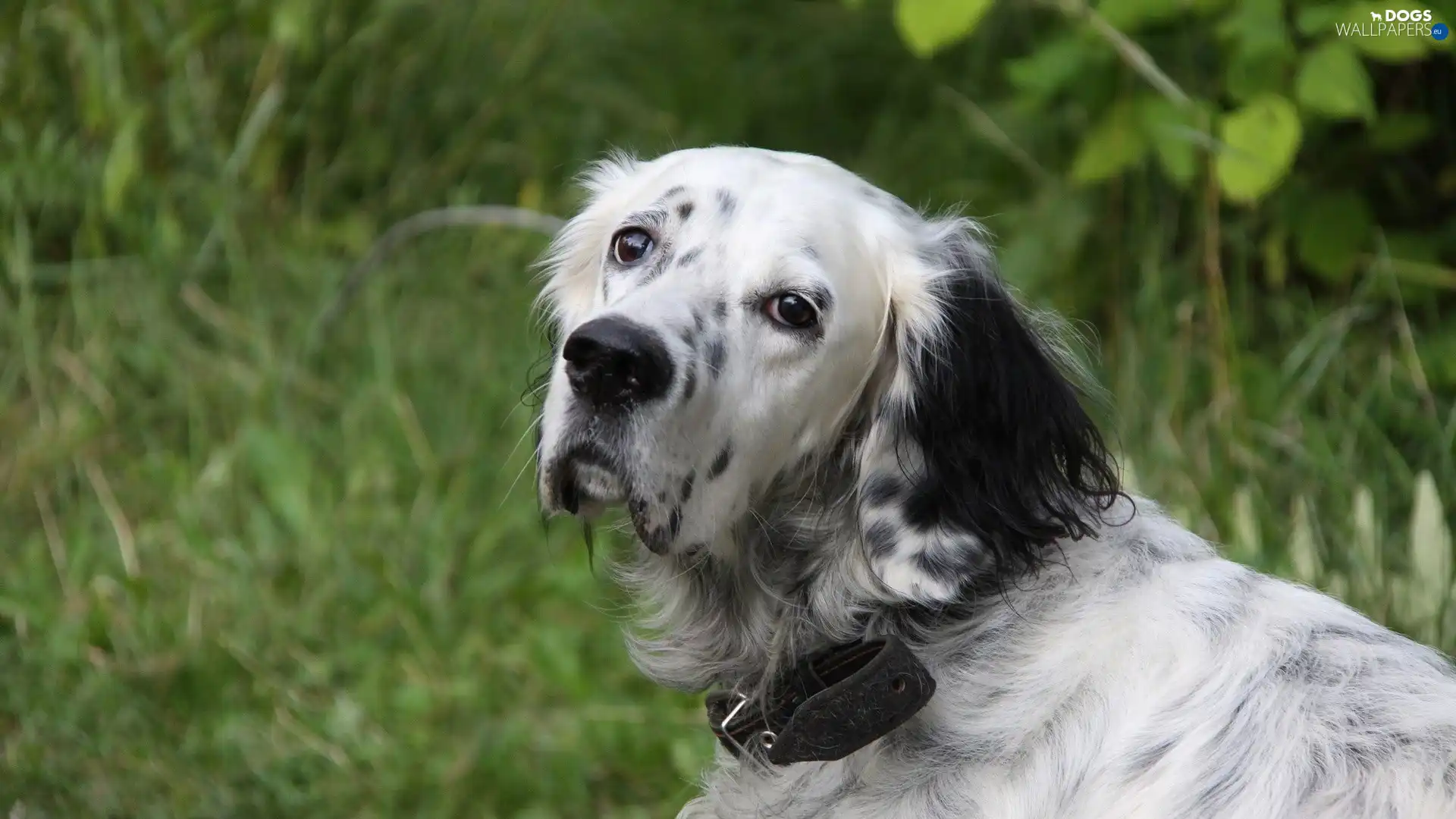 setter, dog