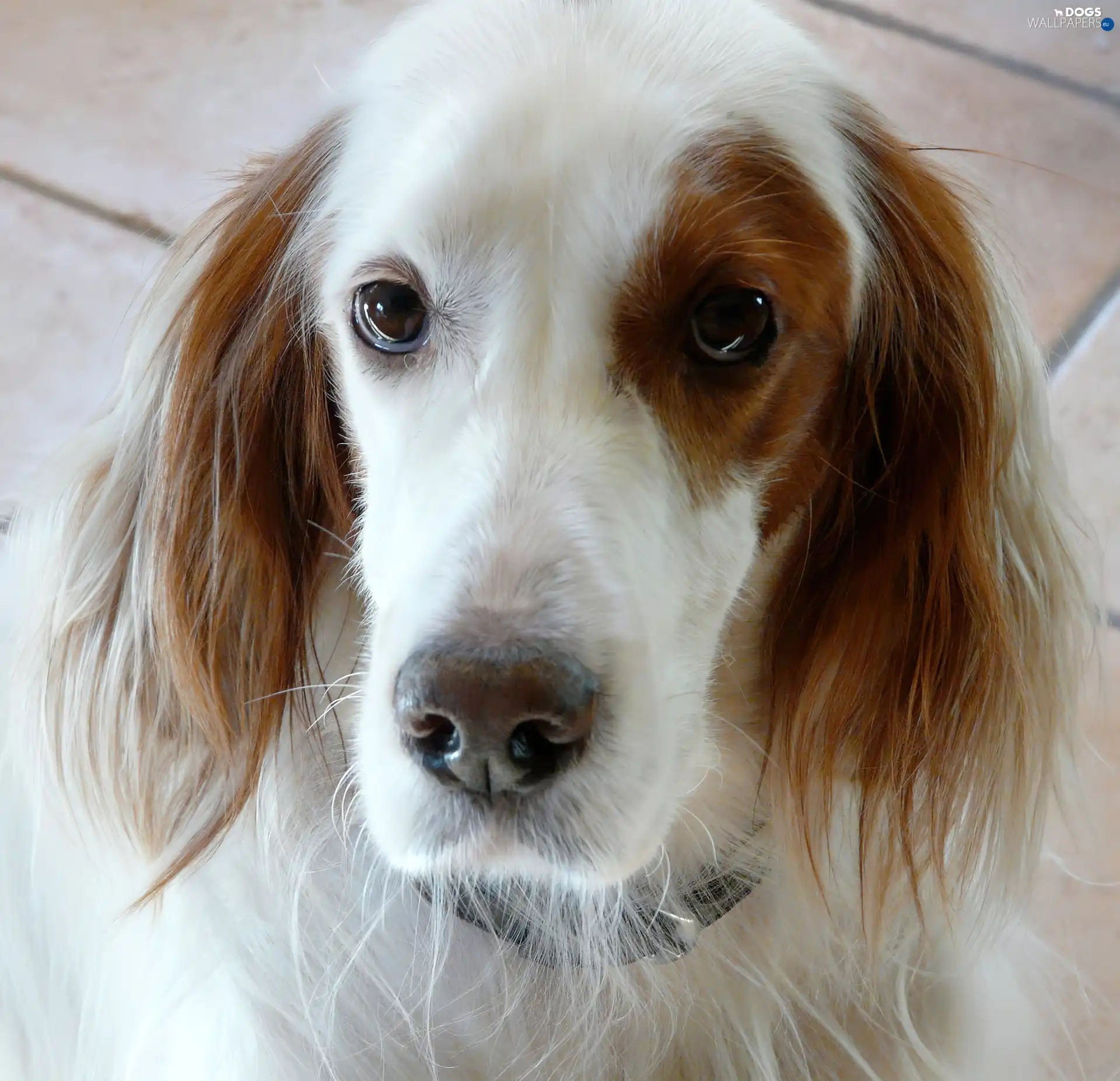 Eyes, Setter Irish Red and White, sad