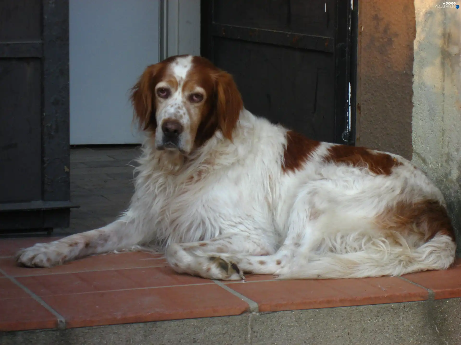 Eyes, Setter Irish Red and White, sad
