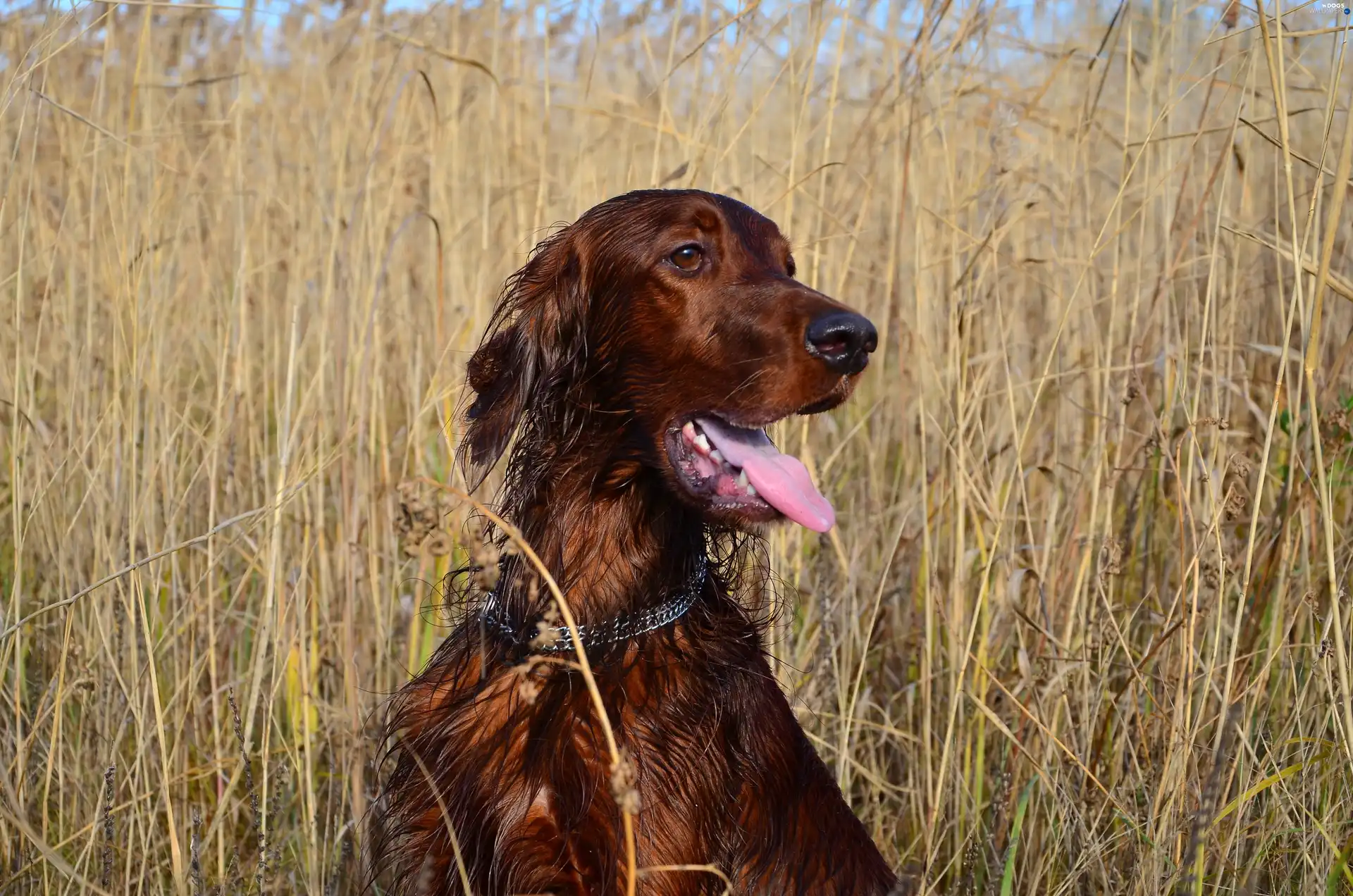 grass, setter, tall