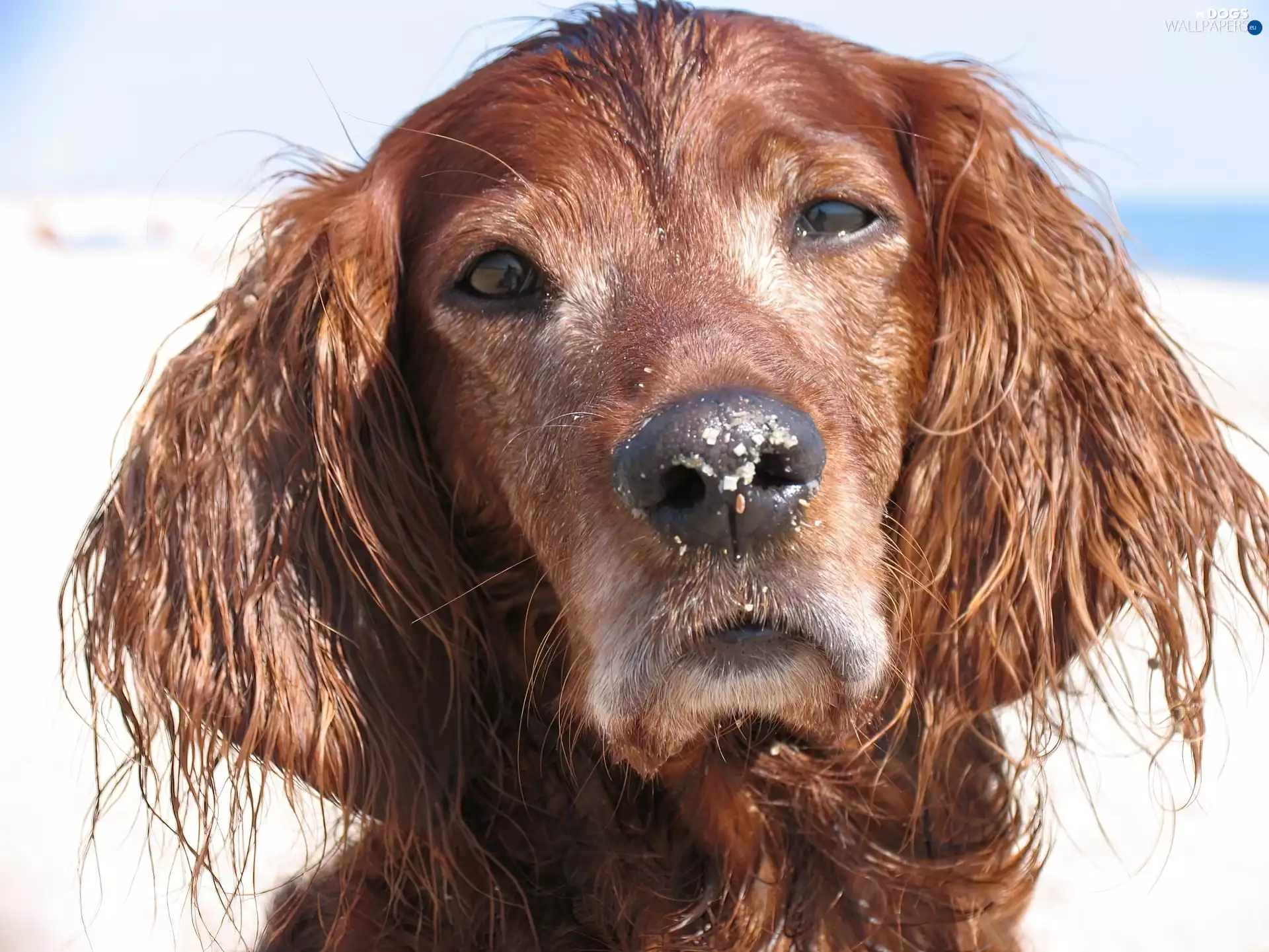Head, sad, Irish Setter